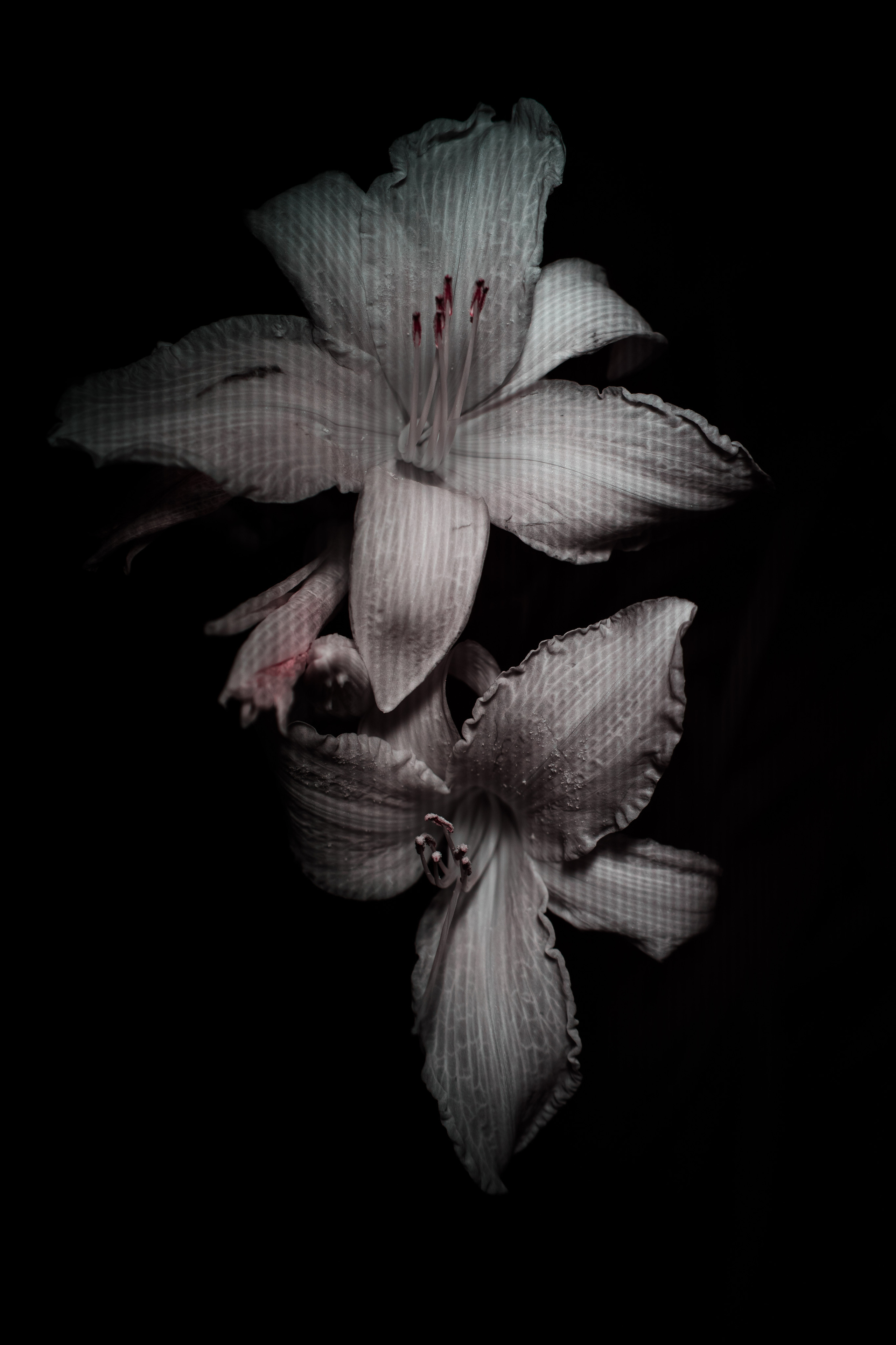 Macro — Макро