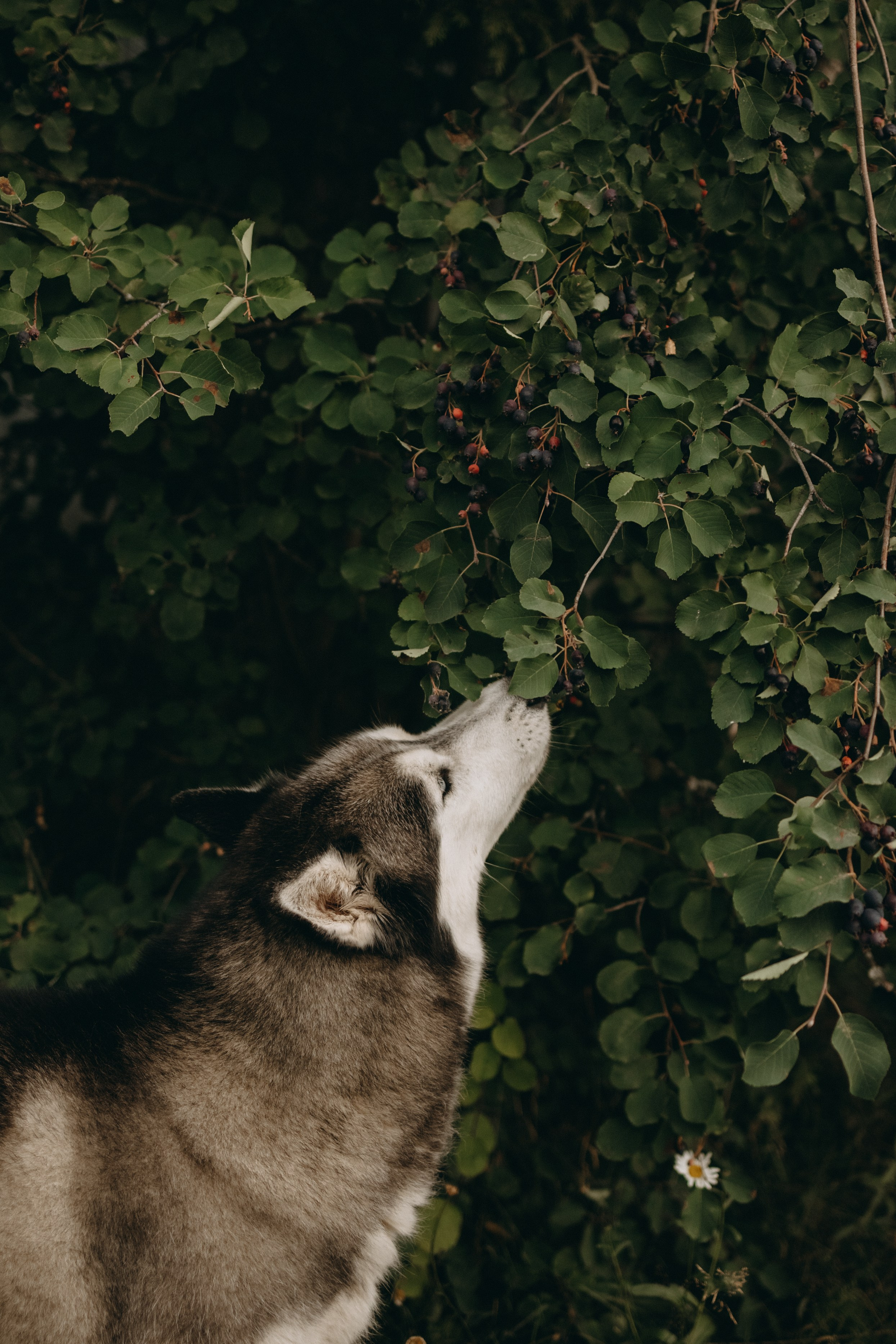 Дом у реки. Фотограф — Анималист | Санкт-Петербург