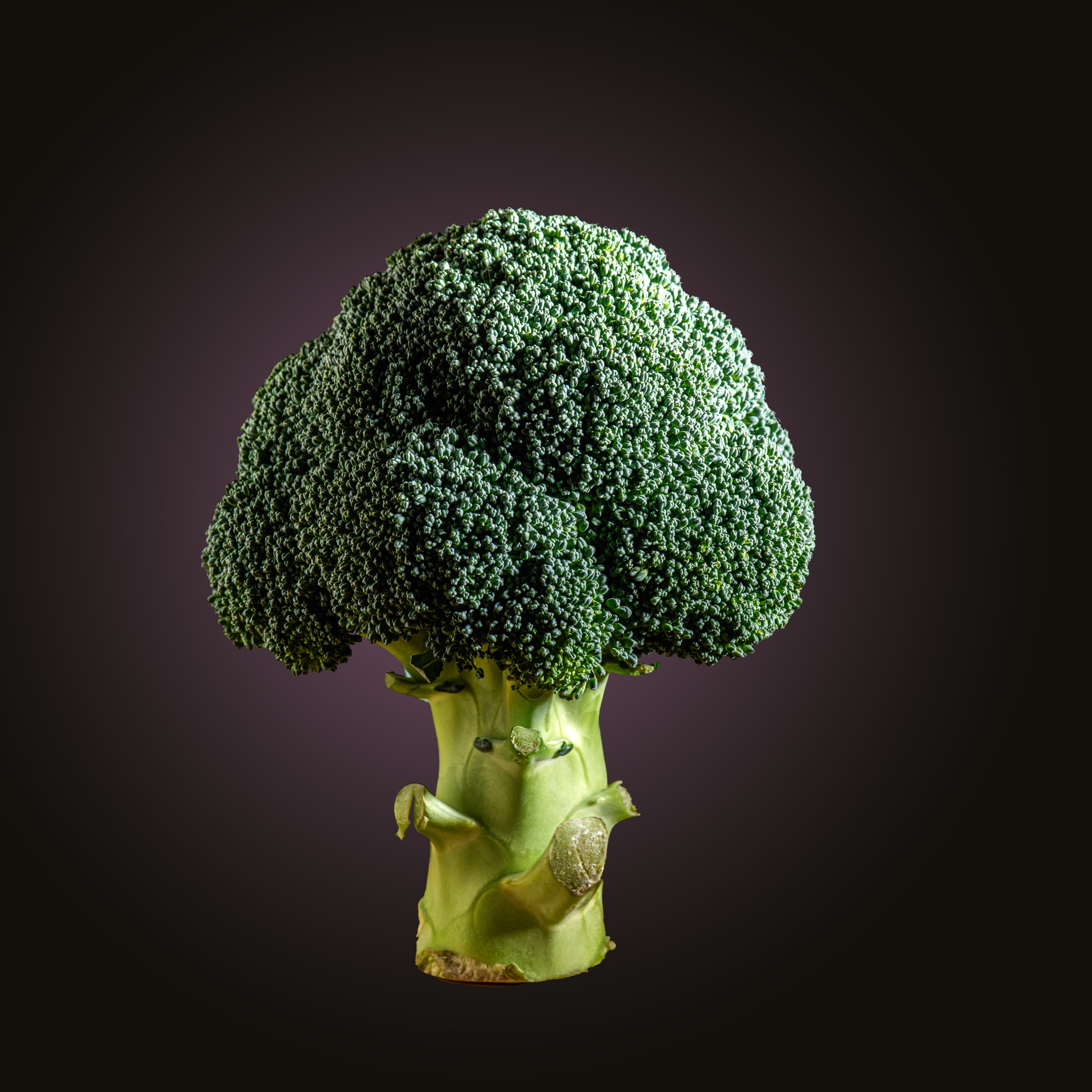 Предметная съемка. Пейзажный и семейный фотограф в Санкт-Петербурге Александр Белов