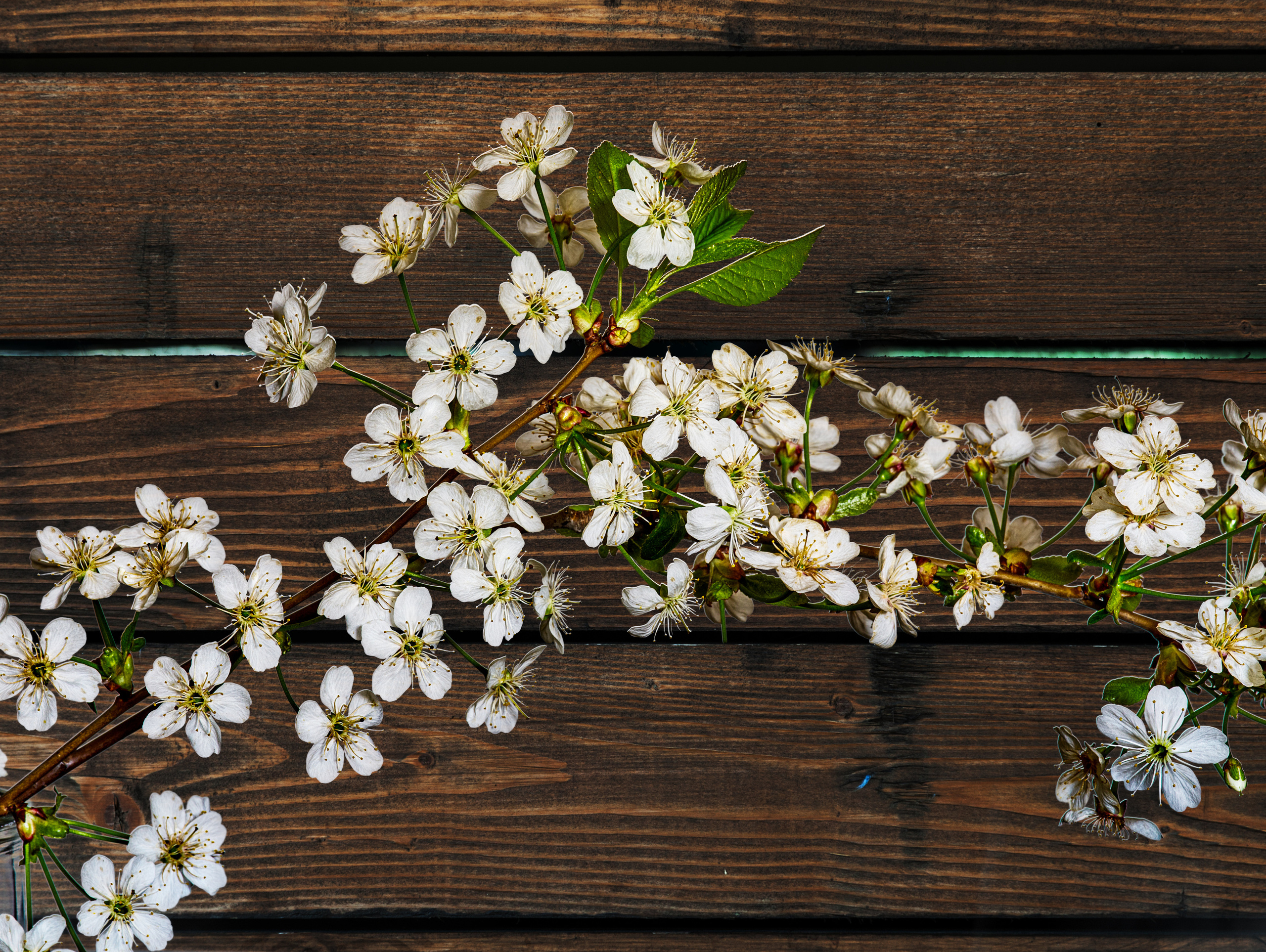 Натюрморт. Пейзажный и семейный фотограф в Санкт-Петербурге Александр Белов