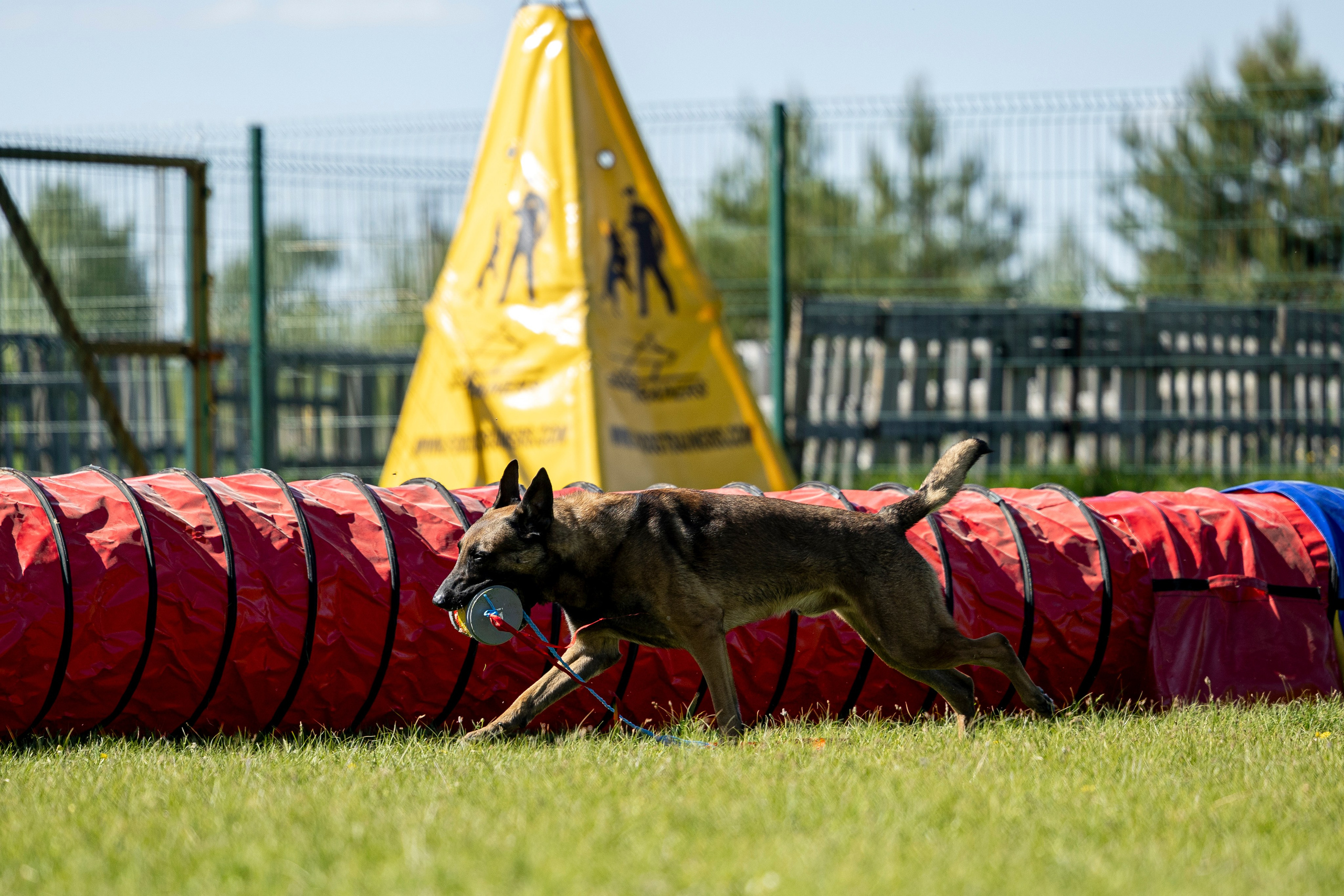 Испытания по мондьорингу в Нижнем Новгороде. Фотограф-анималист Анна Маринич