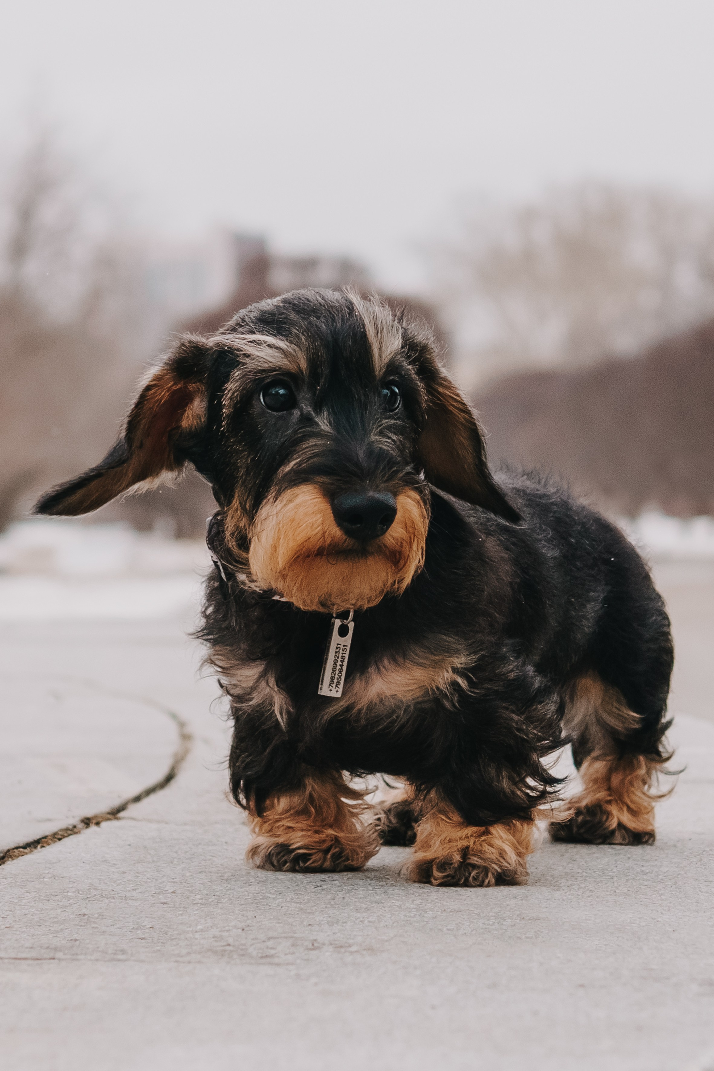 Life with dog. Saamill