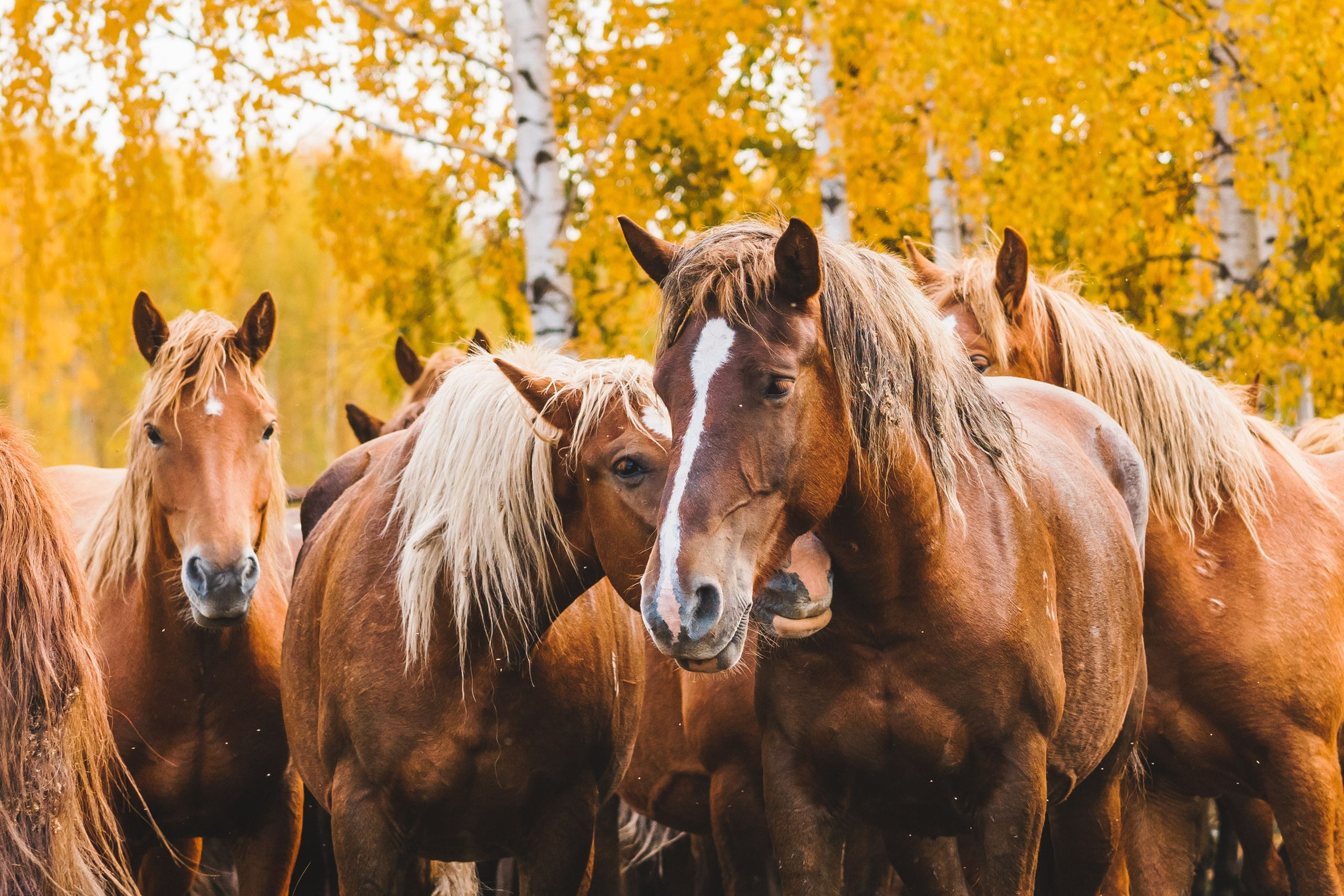 Life with horse. Saamill