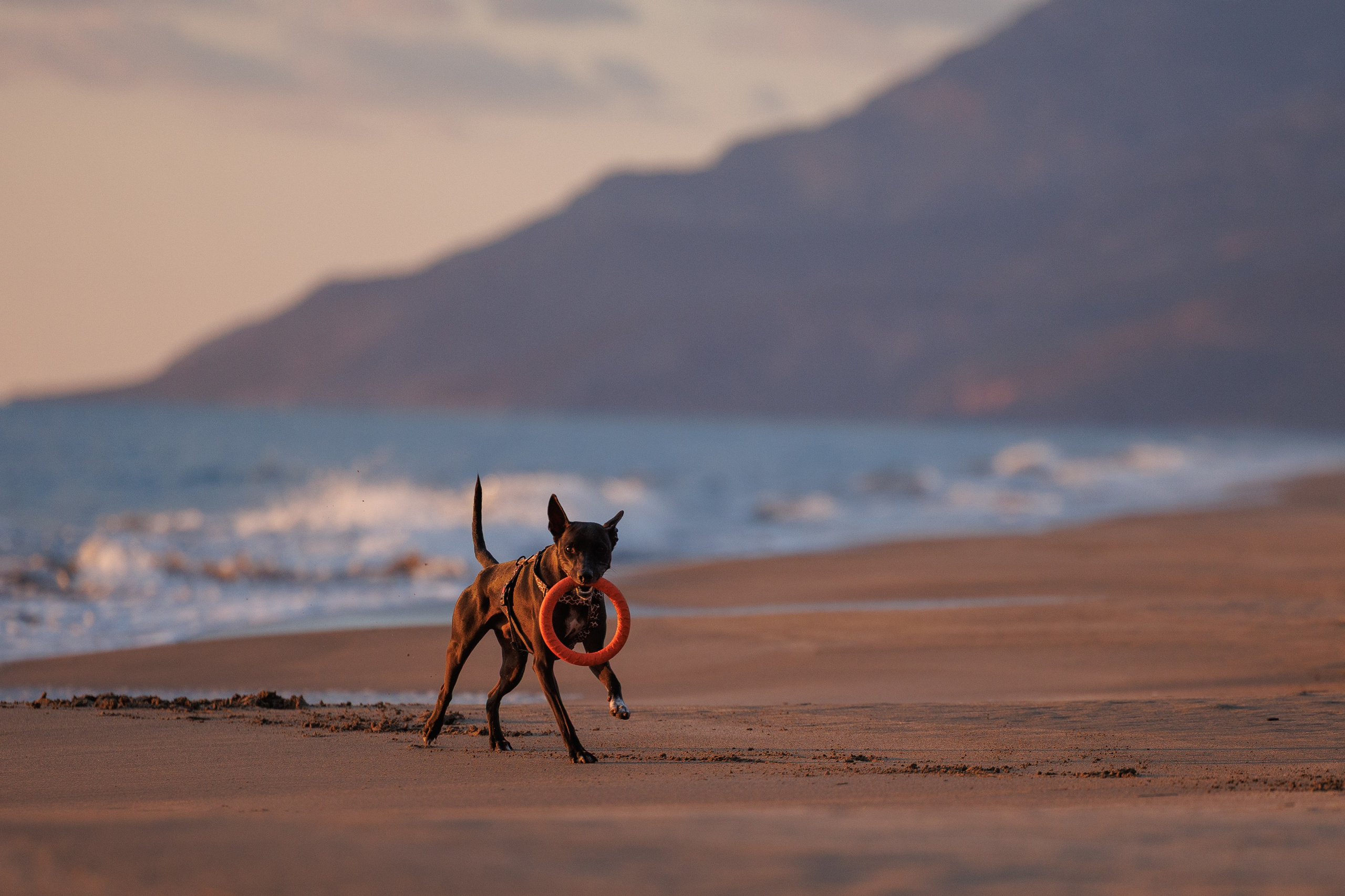 Финик. Фотограф анималист в Казани Алина Сулейманова. Фотограф животных