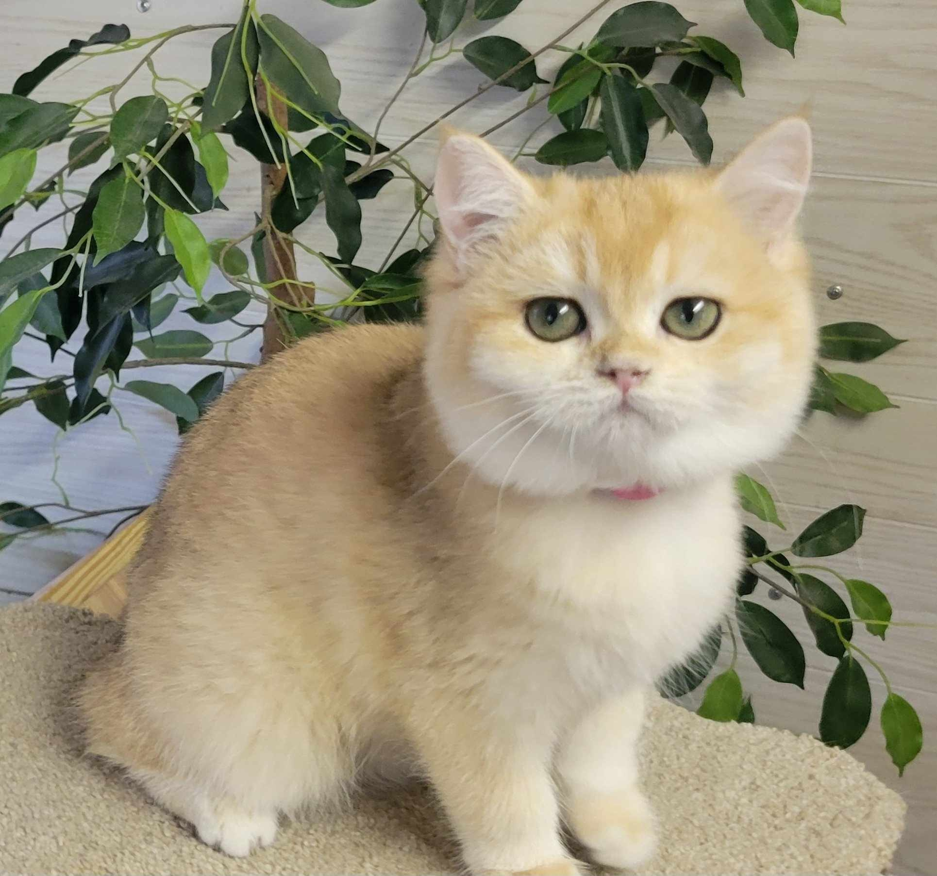 Miki, female, DB 06.14.24, sold. British shorhair Cats