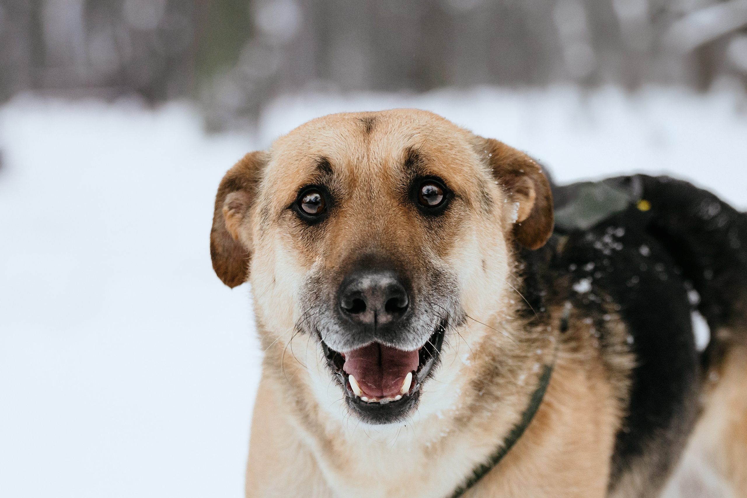 Собаки из приюта Дубовая роща зима. Фотограф-анималист Татьяна Степанова