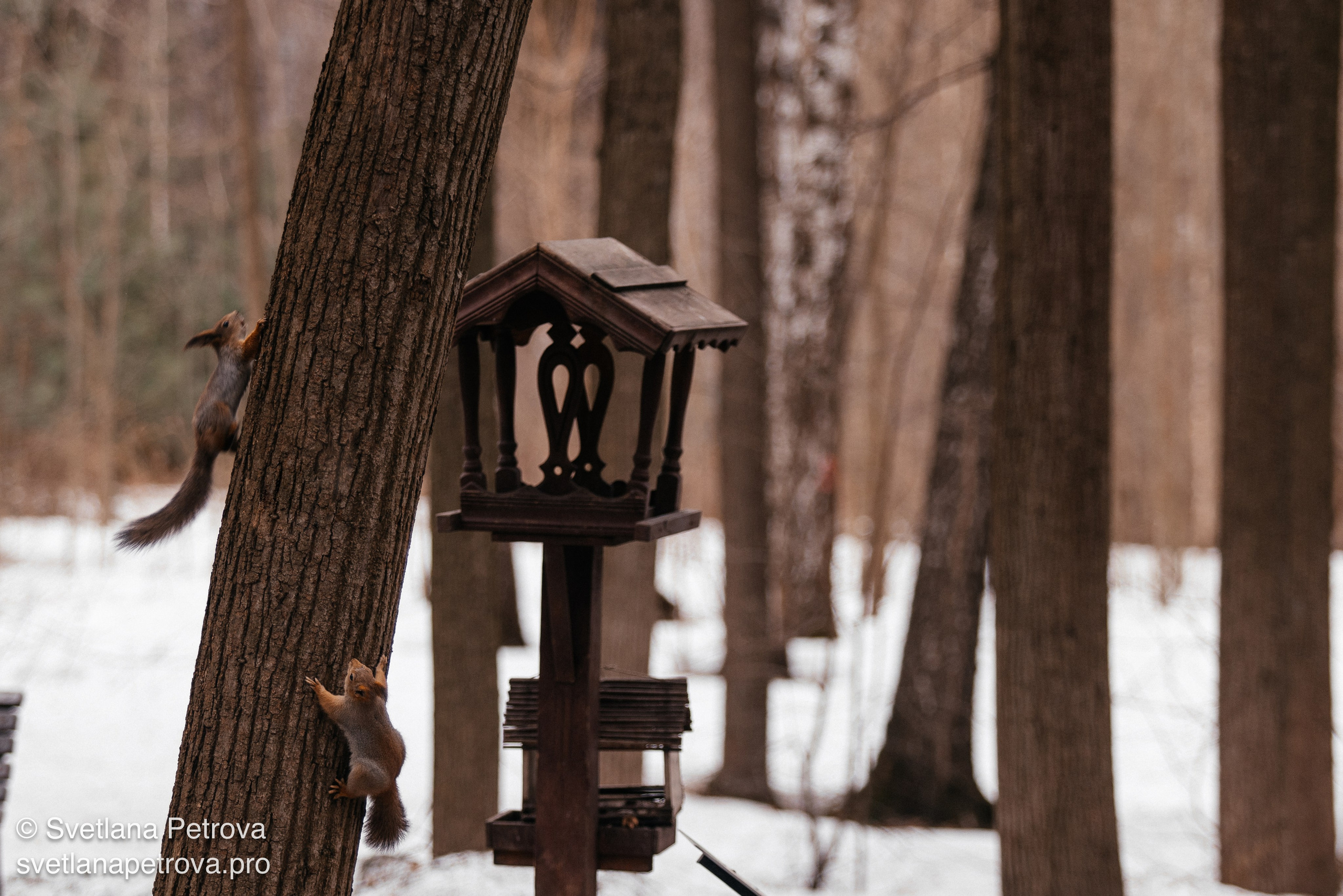 Белочки. Весна 2026. Фотограф Светлана Петрова