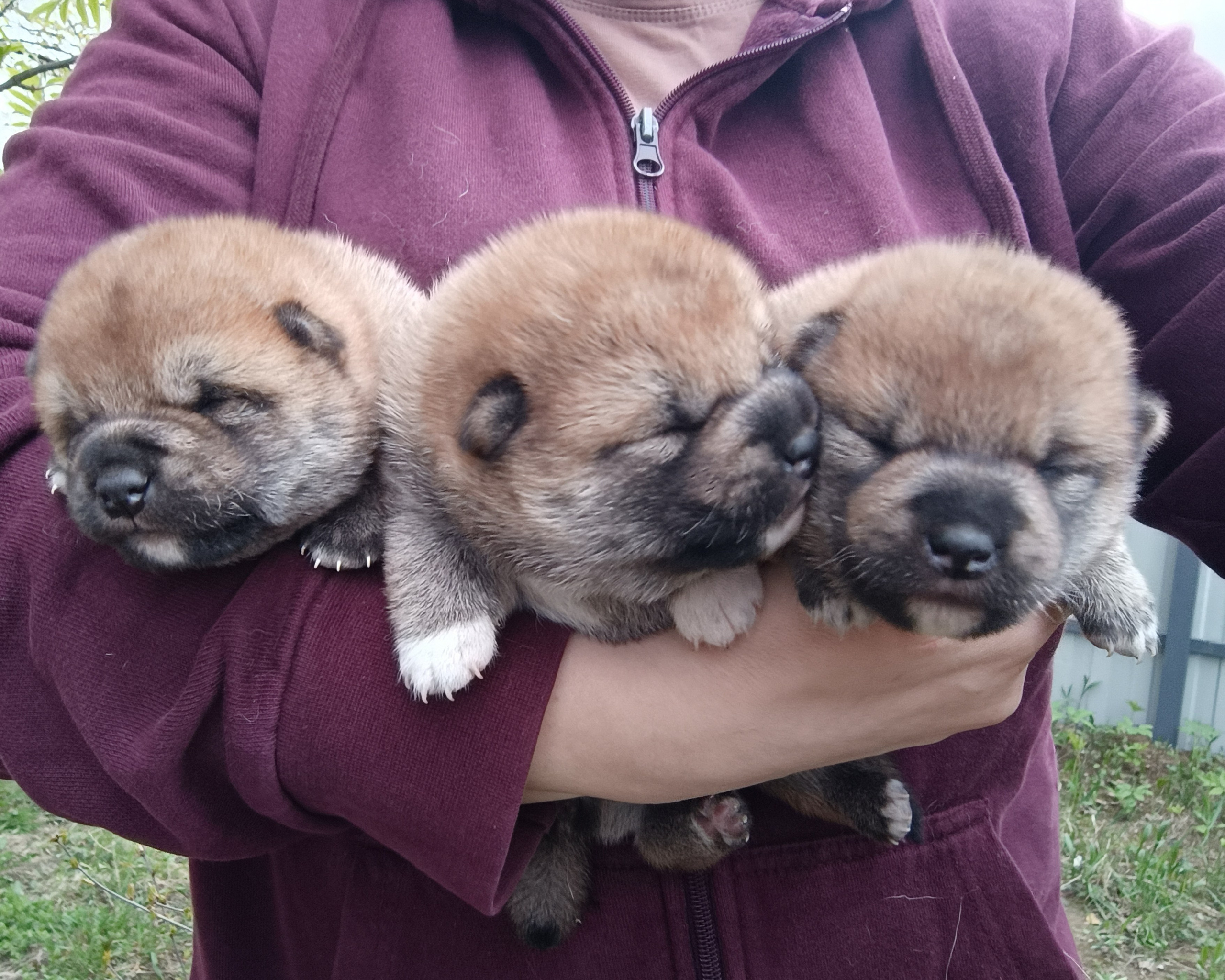 сиба питомник Рубилайт щенки на продажу rubylight  сиба щенки купить СПб Санкт-Петербург