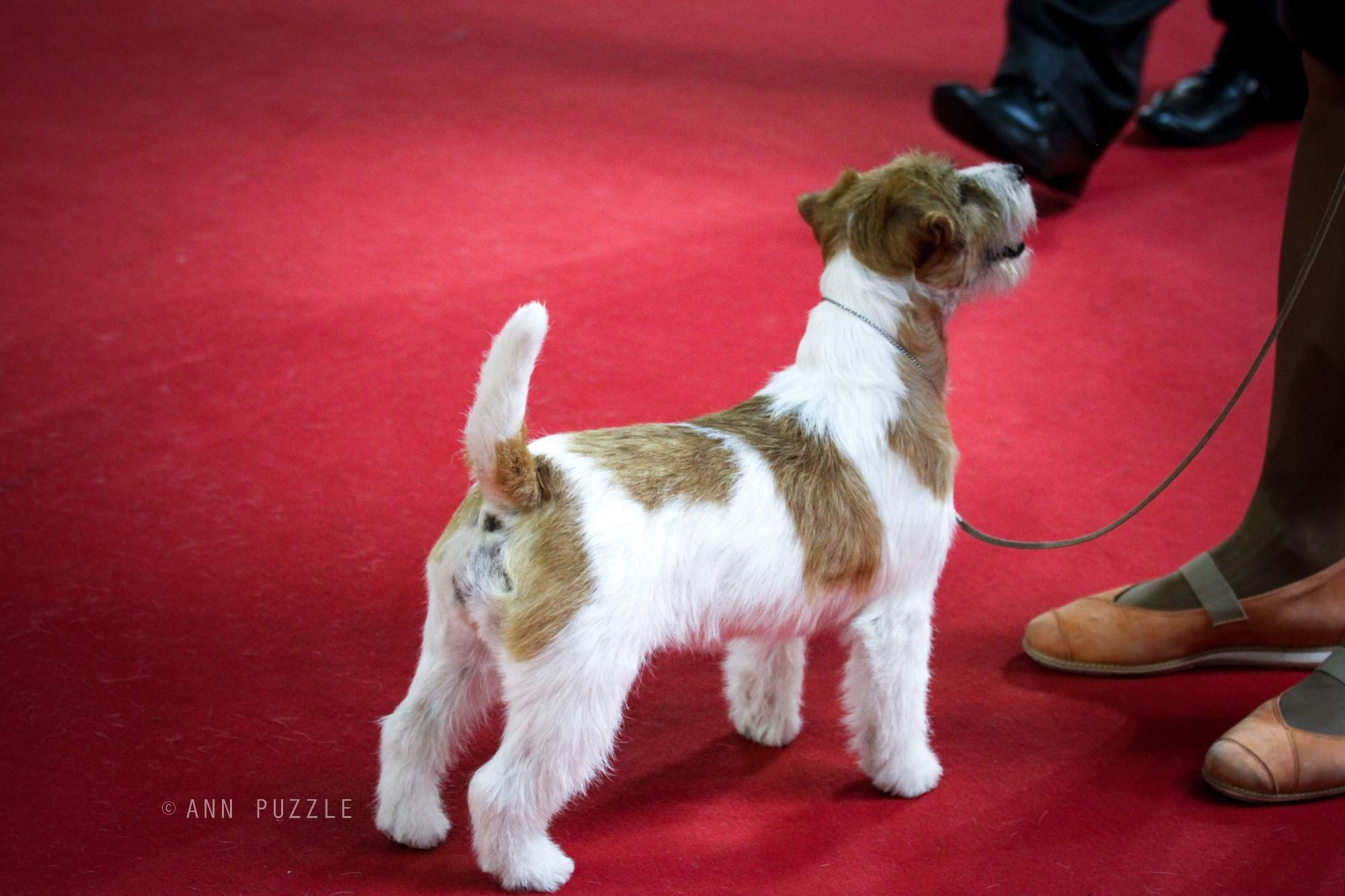 ЧЕМПИОНАТ МИРА 2015. Lovely-Orange питомник джек рассел терьеров