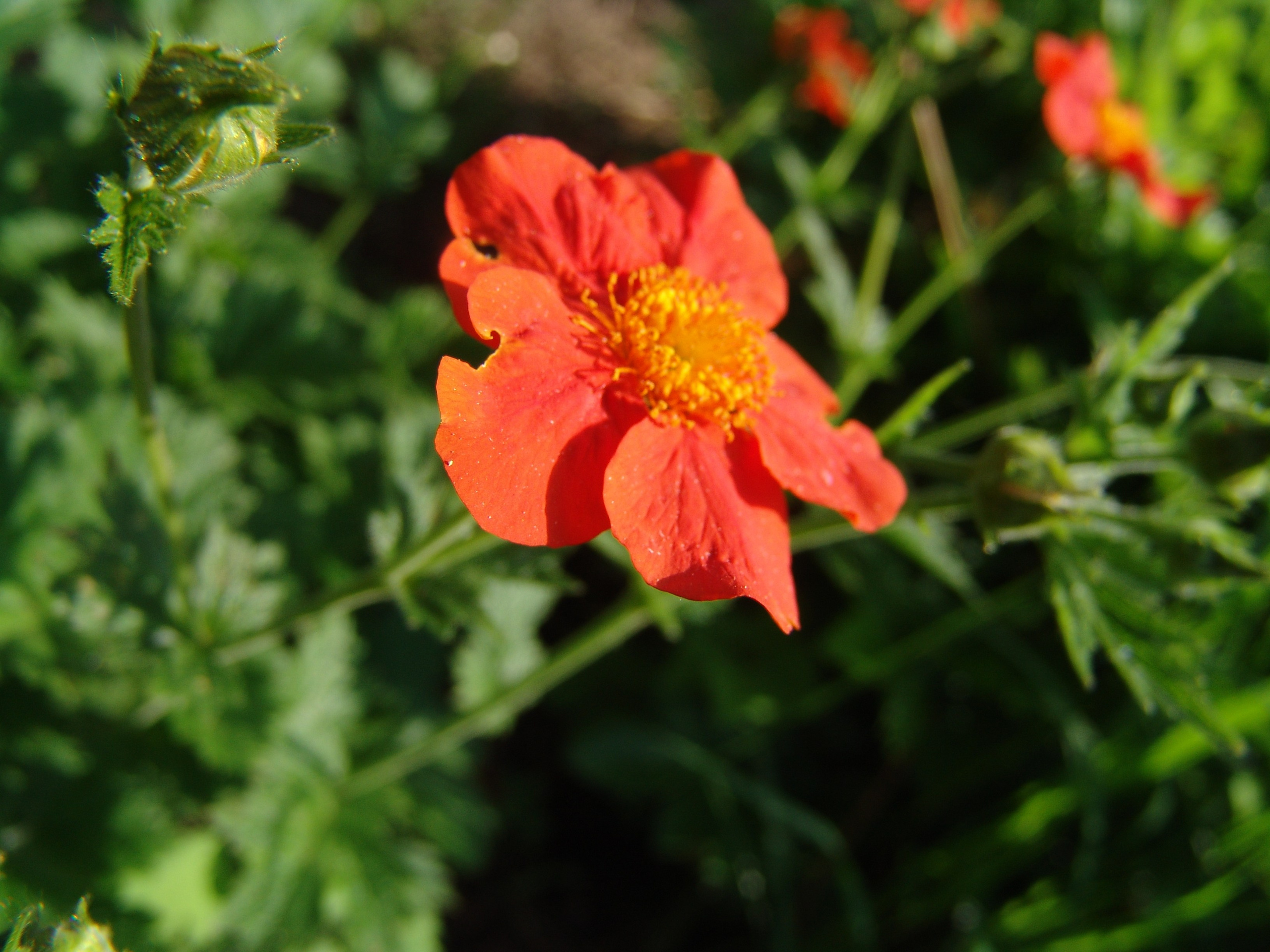 Приезд КС 2005. Заставка