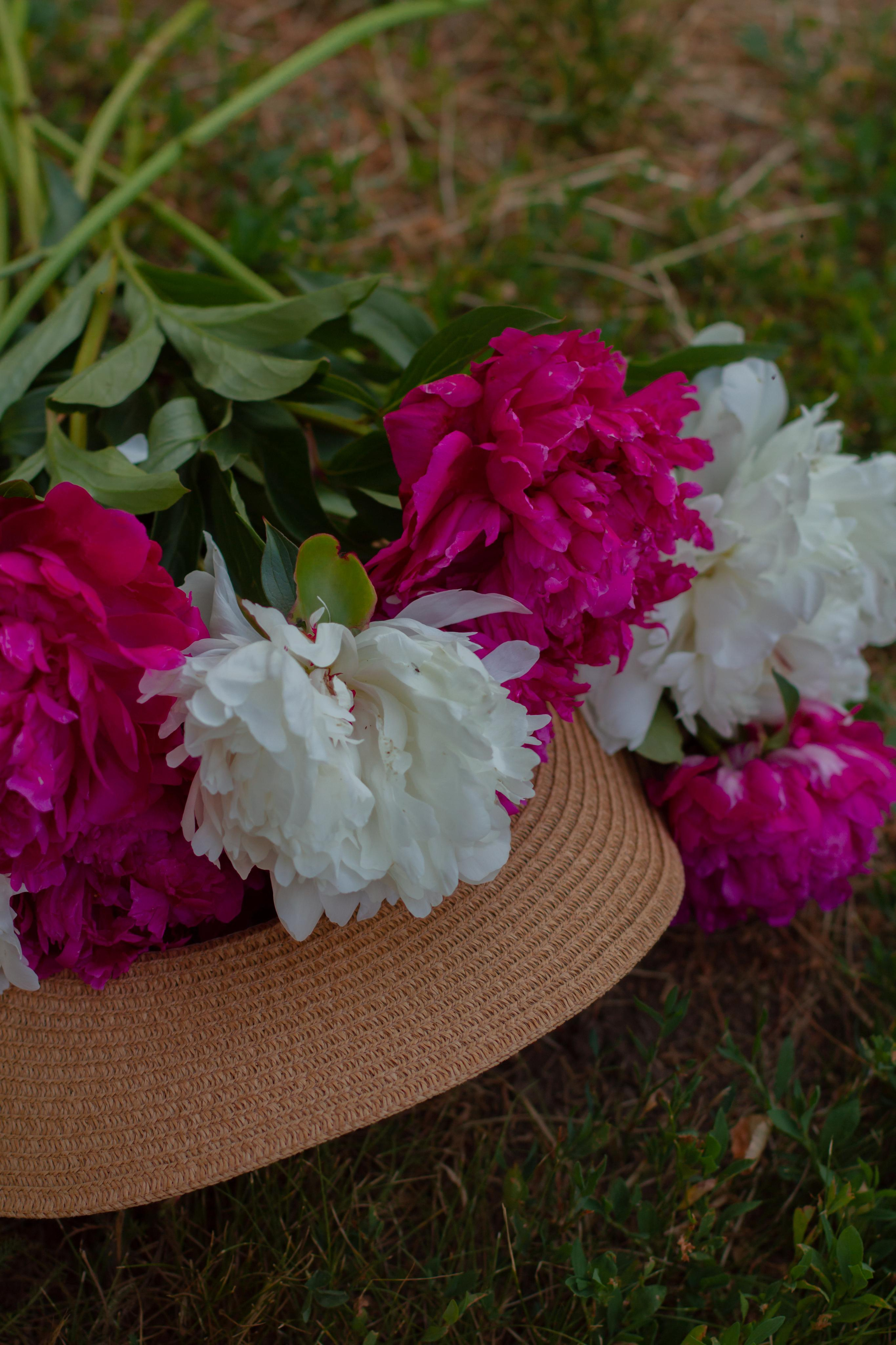 Елена пионы. Фотограф Светлана Бурова