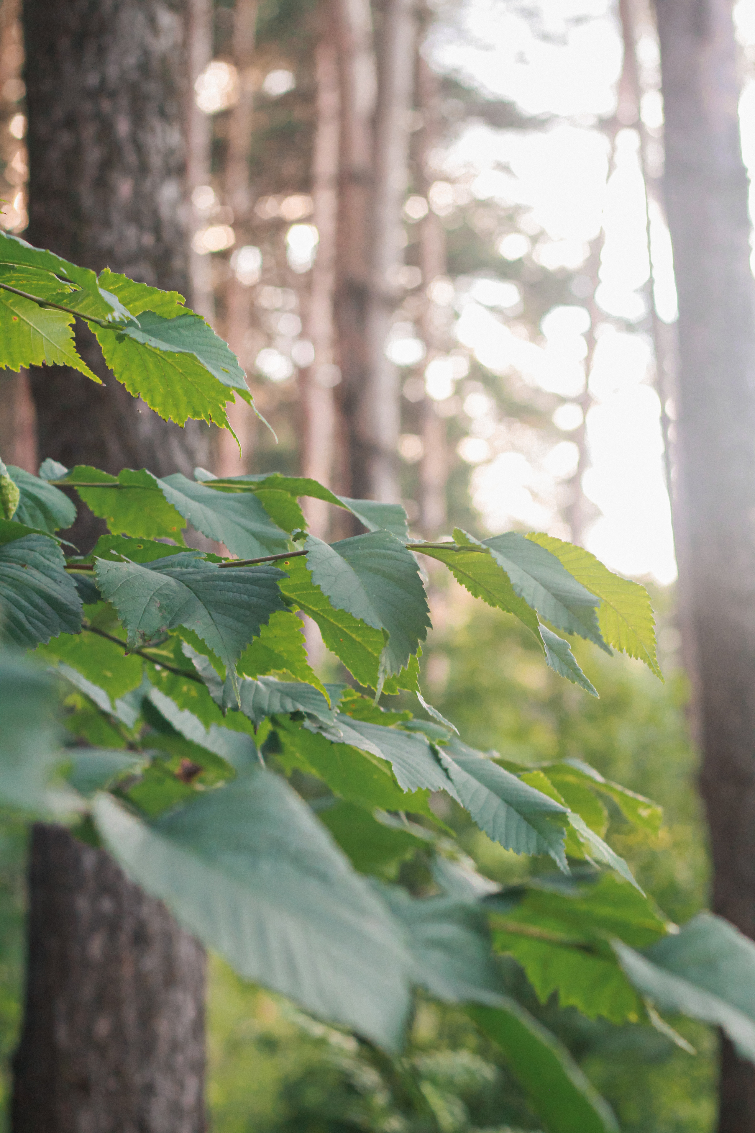 Ангелина. Фотограф Светлана Бурова