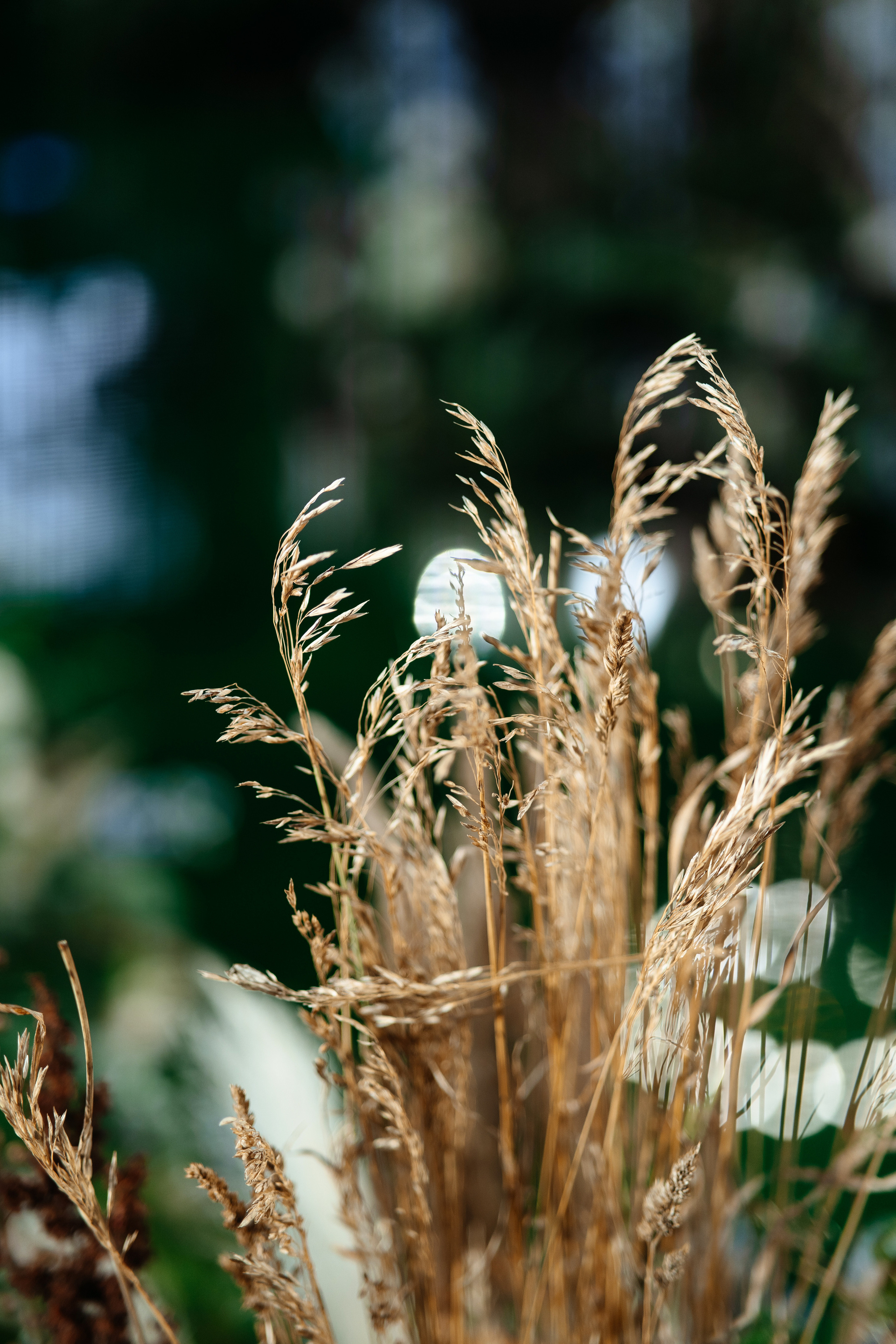 Владимир и София. Свадебный и репортажный фотограф в Москве Андрей Вайман