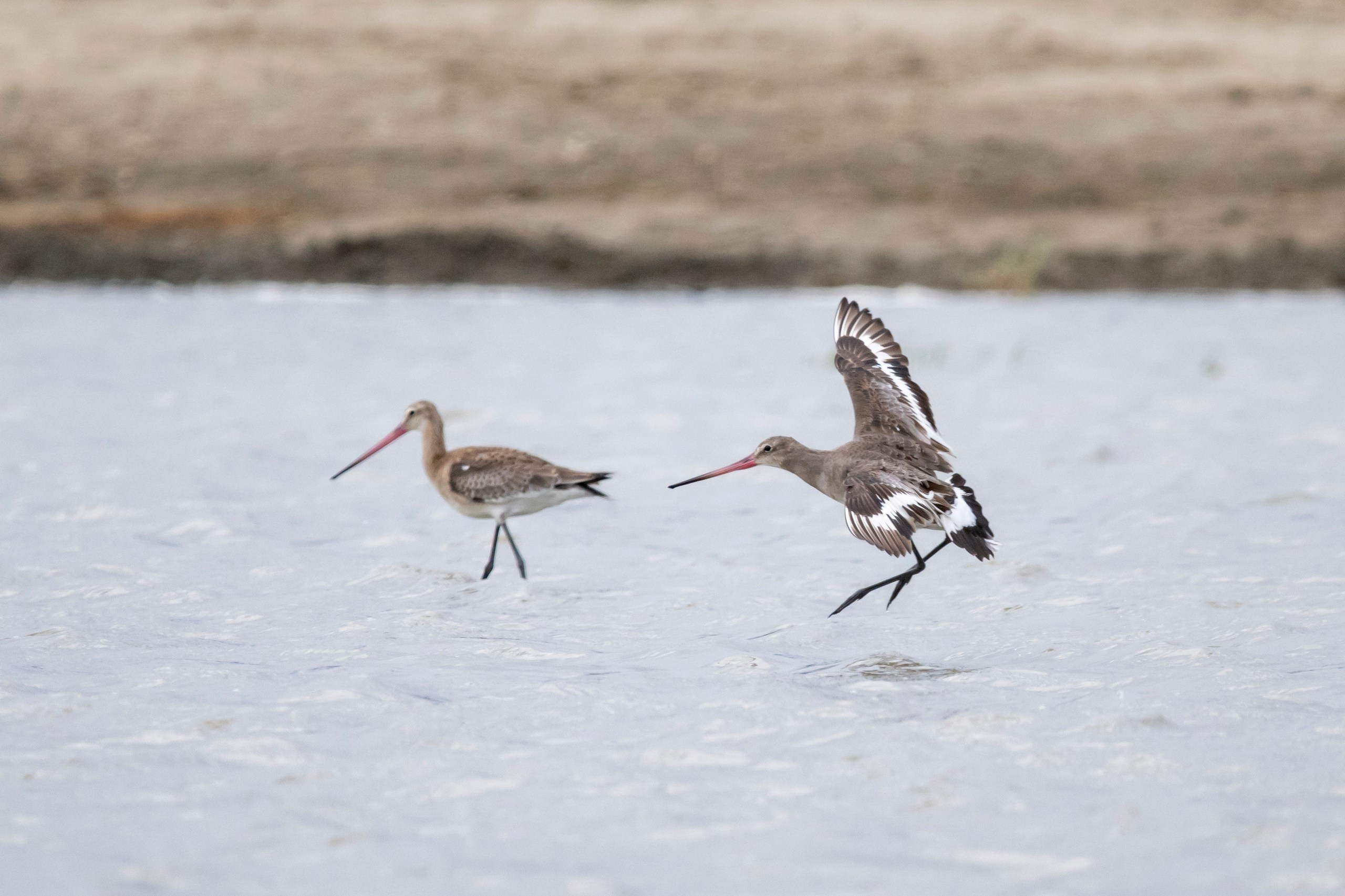 Природа Дагестана, сентябрь 2024. Foto-Zuev фотография как искусство