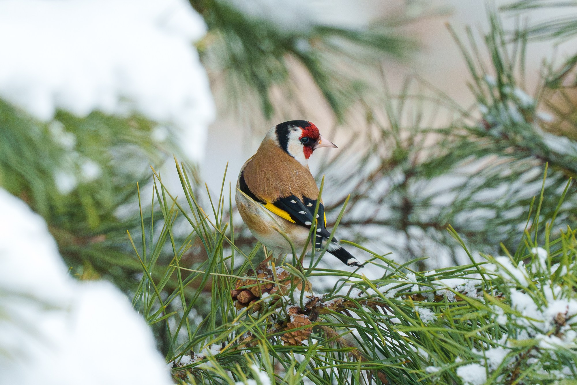Удивительные мир птиц. Вокруг нас столько прекрасного — присмотритесь!. Ваш личный фотограф Марина Волкова