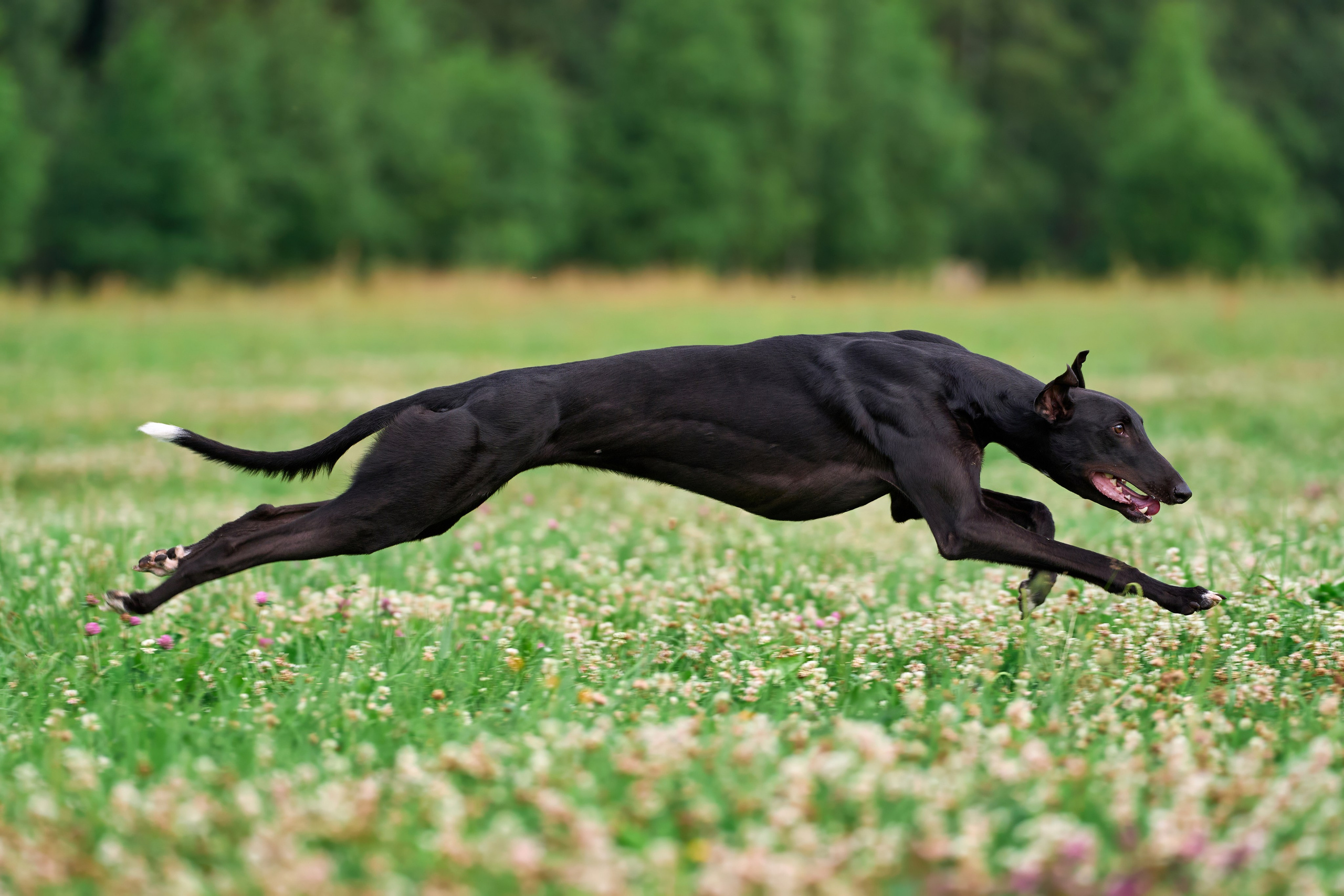 Тренировка по курсингу в Донино. Фотограф-анималист Михаил Манухин