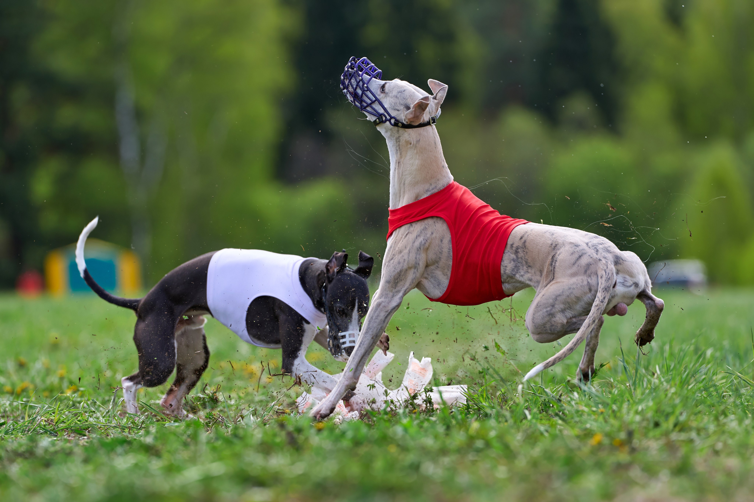 Репортажная съемка. Фотограф-анималист Михаил Манухин