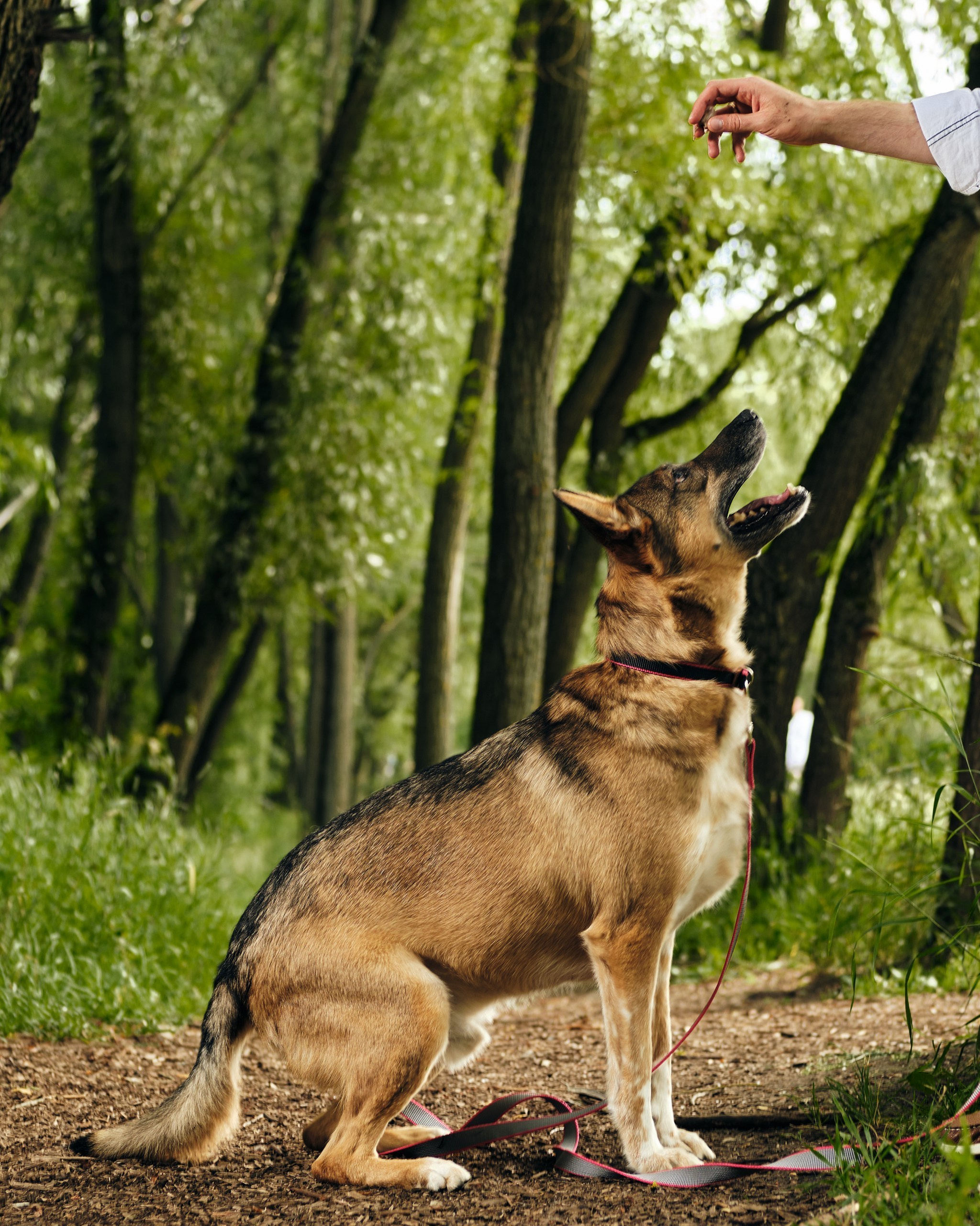 Фотосессия  для паши пса. Профессиональный фотограф в Москве — Максим Дьяконов