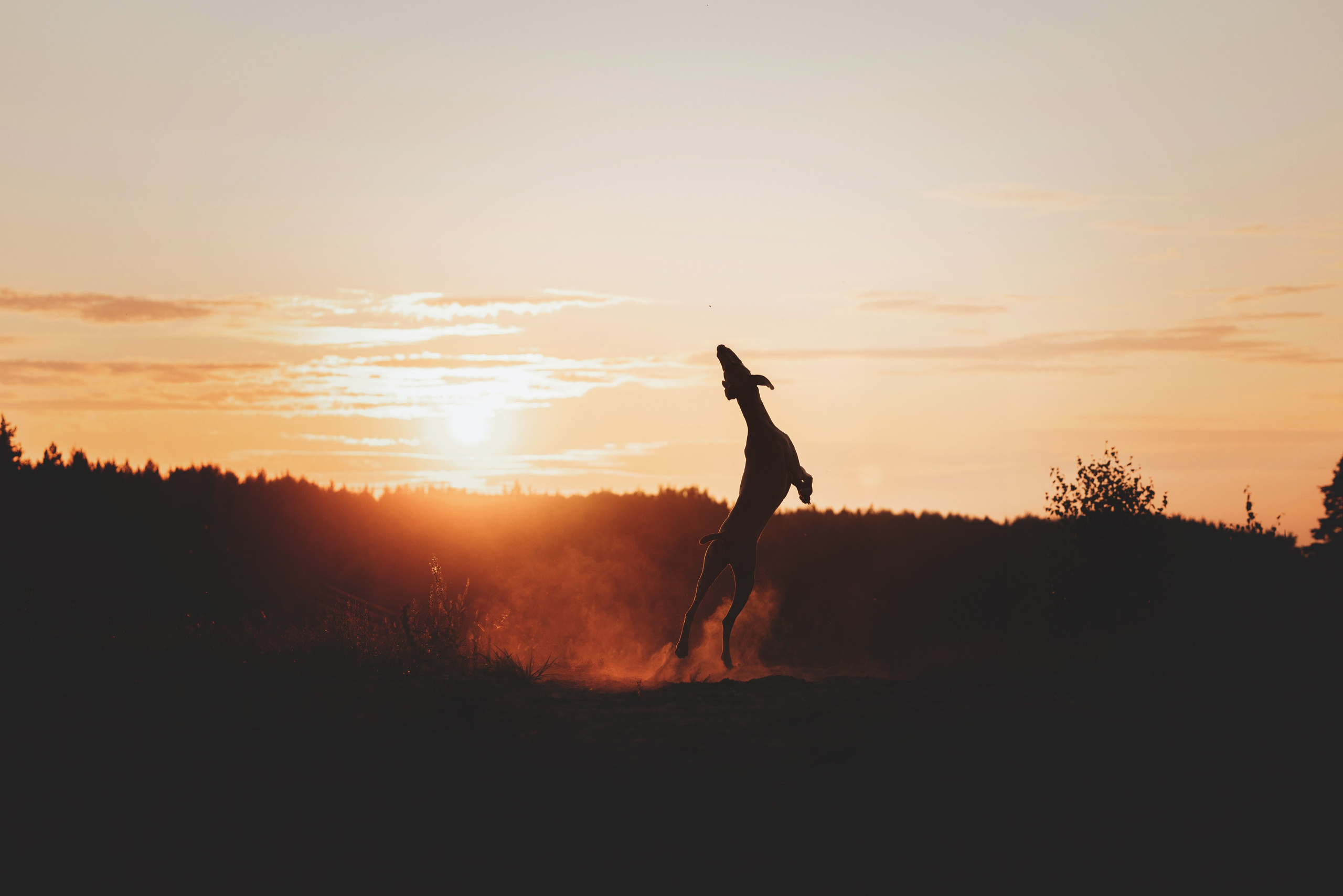 Юля и Эспен. Фотограф анималист Осипчикова Мария
