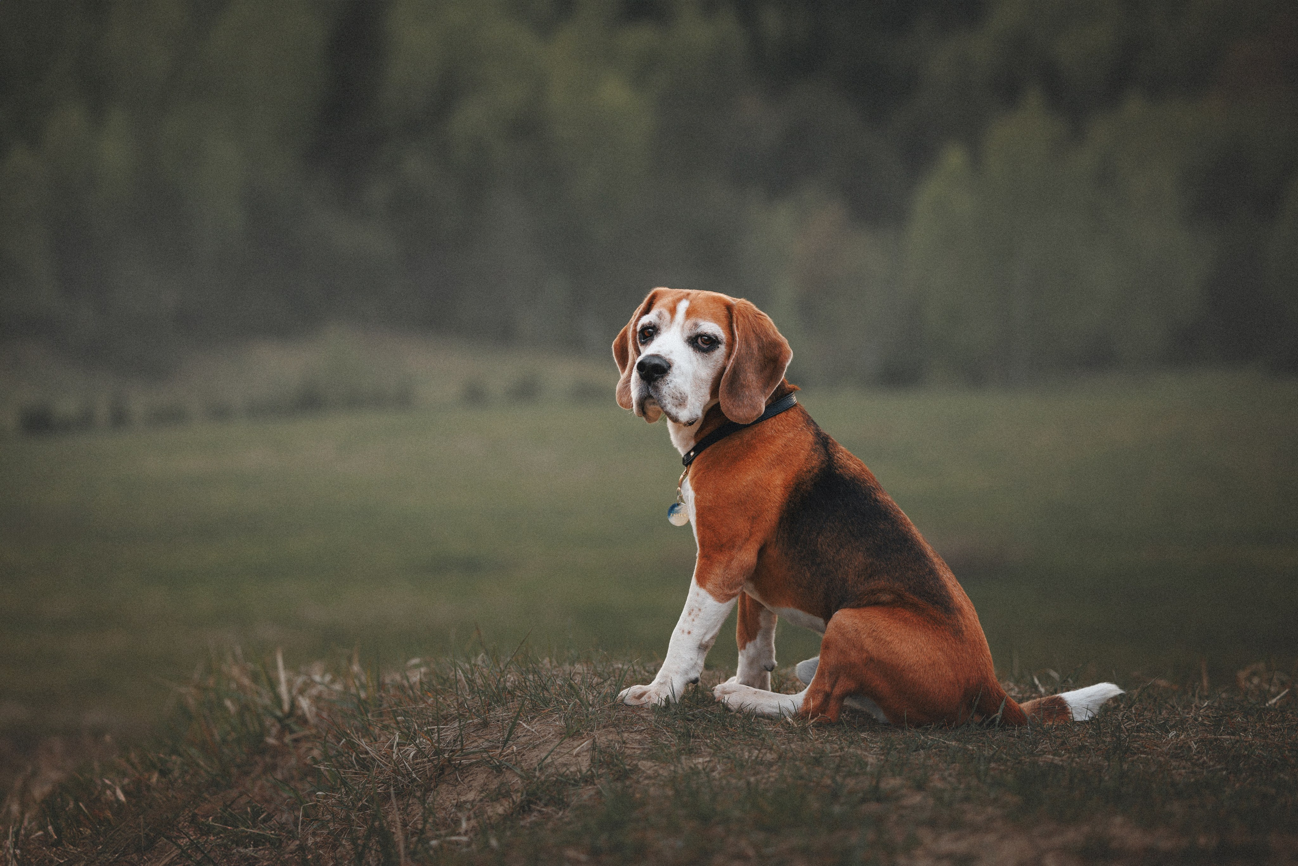 Юля и Зайфер. Фотограф анималист Осипчикова Мария