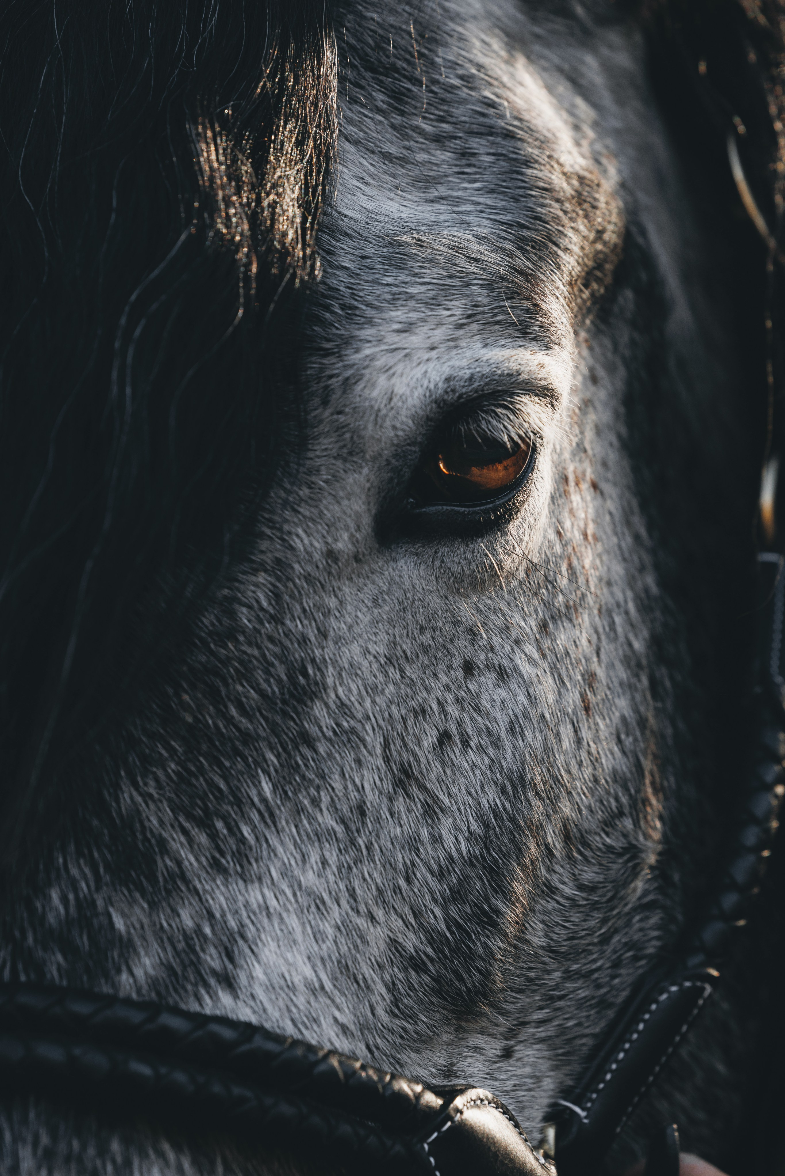 Ирина и Командор. Фотограф анималист Осипчикова Мария