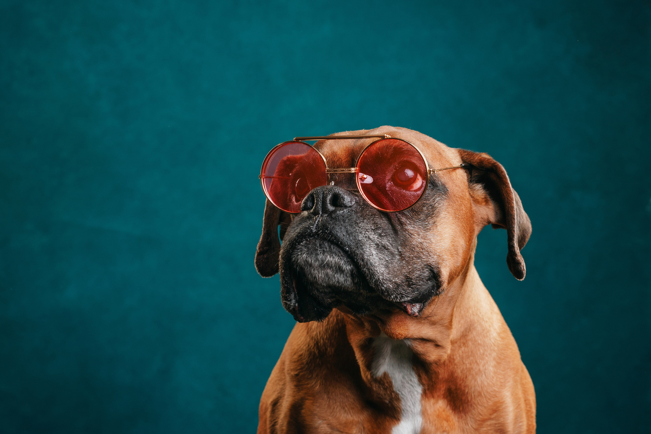 Боксер Челси. Фотограф анималист Осипчикова Мария