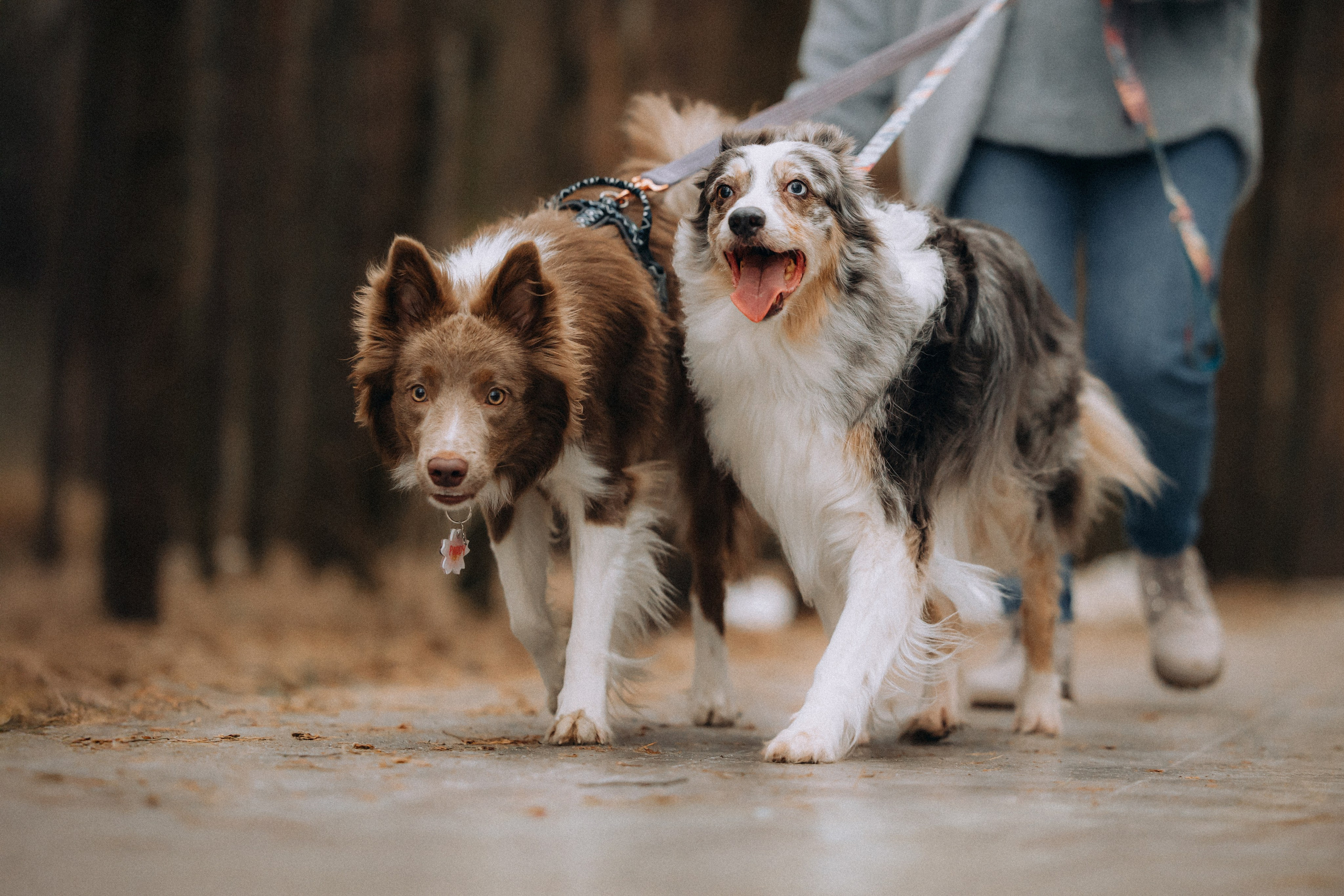 Полина, Милли и Паддингтон