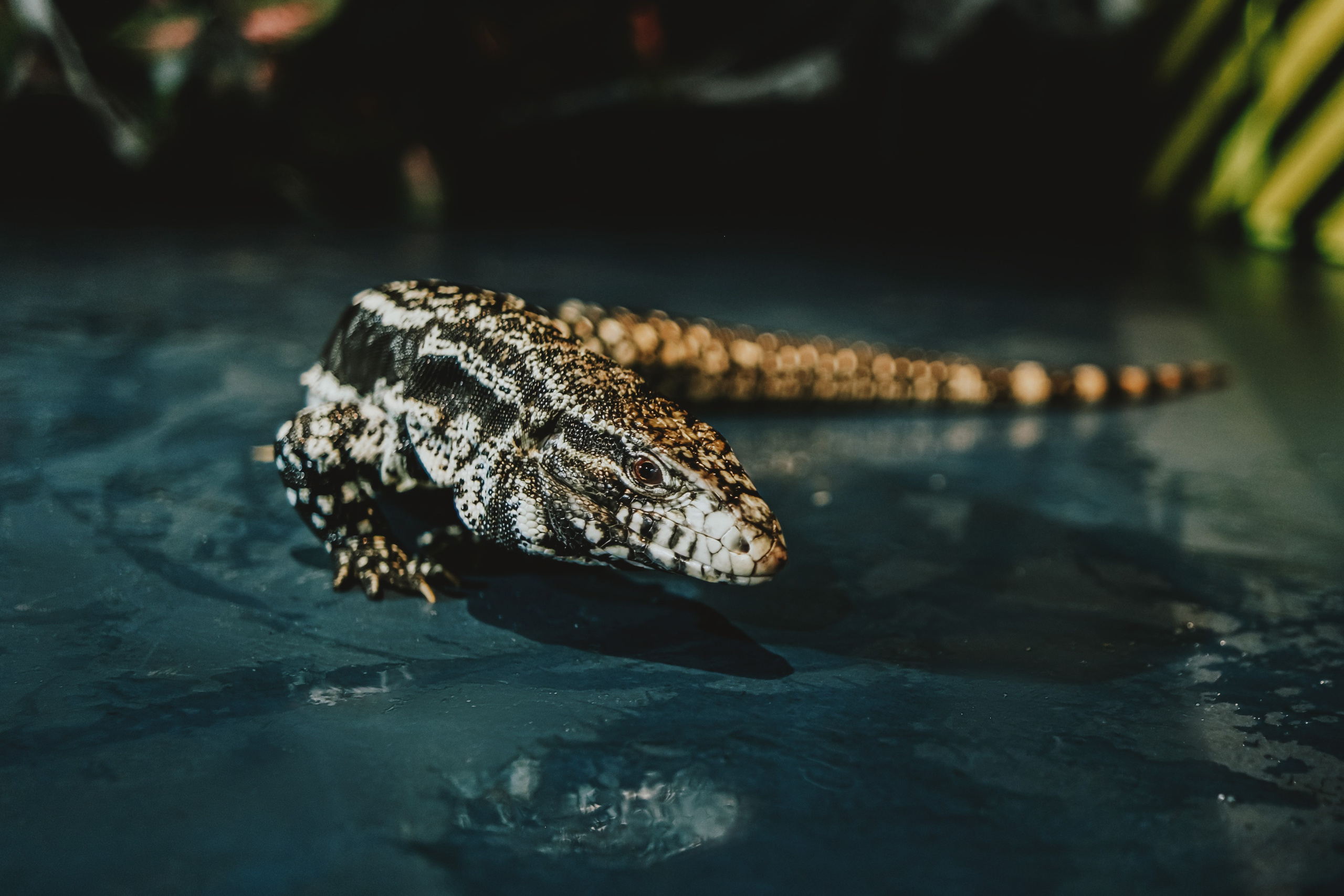 Дом Драконов. Nattie.ph