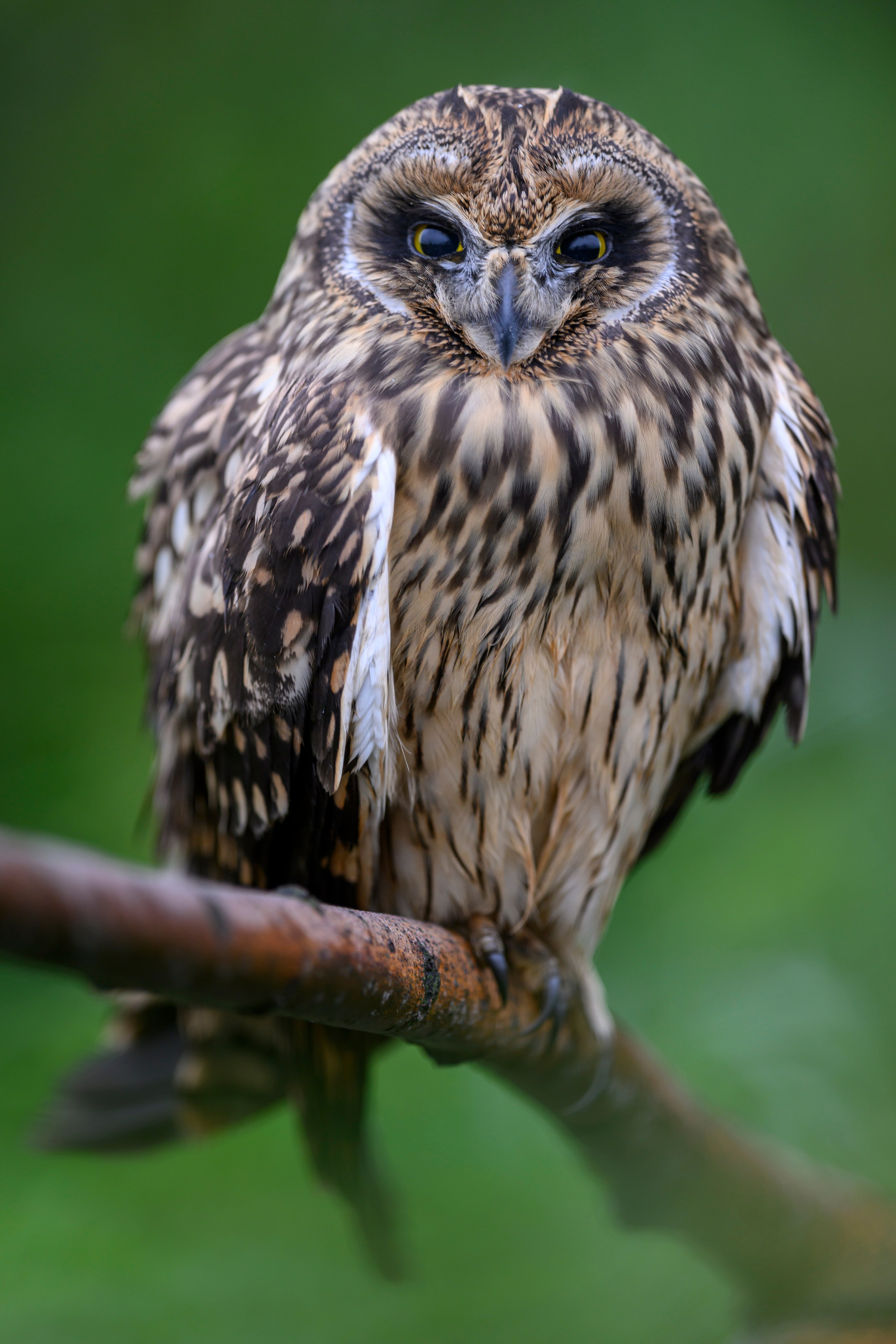 Short eared owl. Wildlife photography by Sergey Puponin