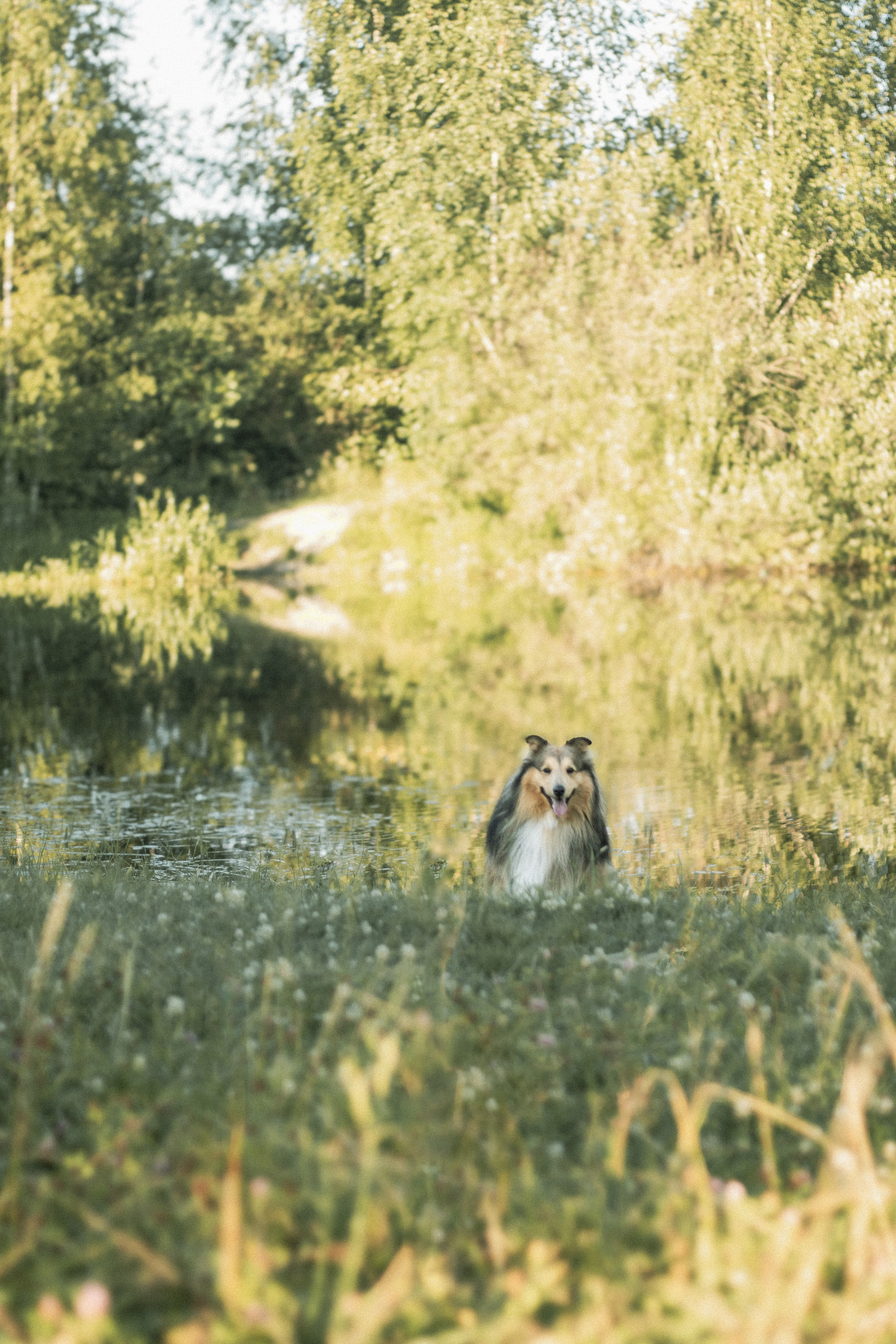Кинематографический сюжет с шелти. Портретный фотограф в Нижнем Новгороде Катя Попова