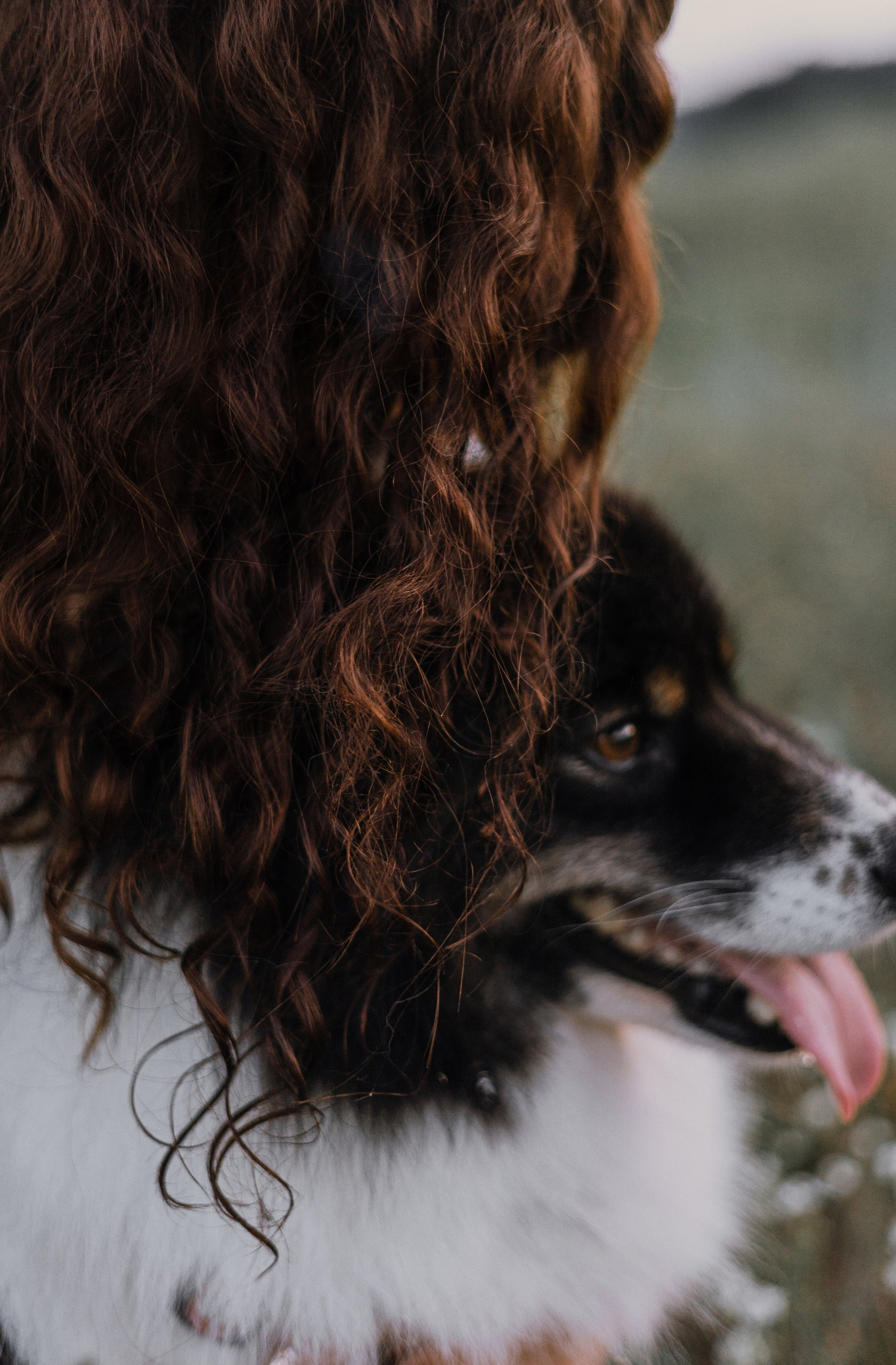 Валерия, Илья, Вита и Умка. Фотограф-анималист Богданова Полина