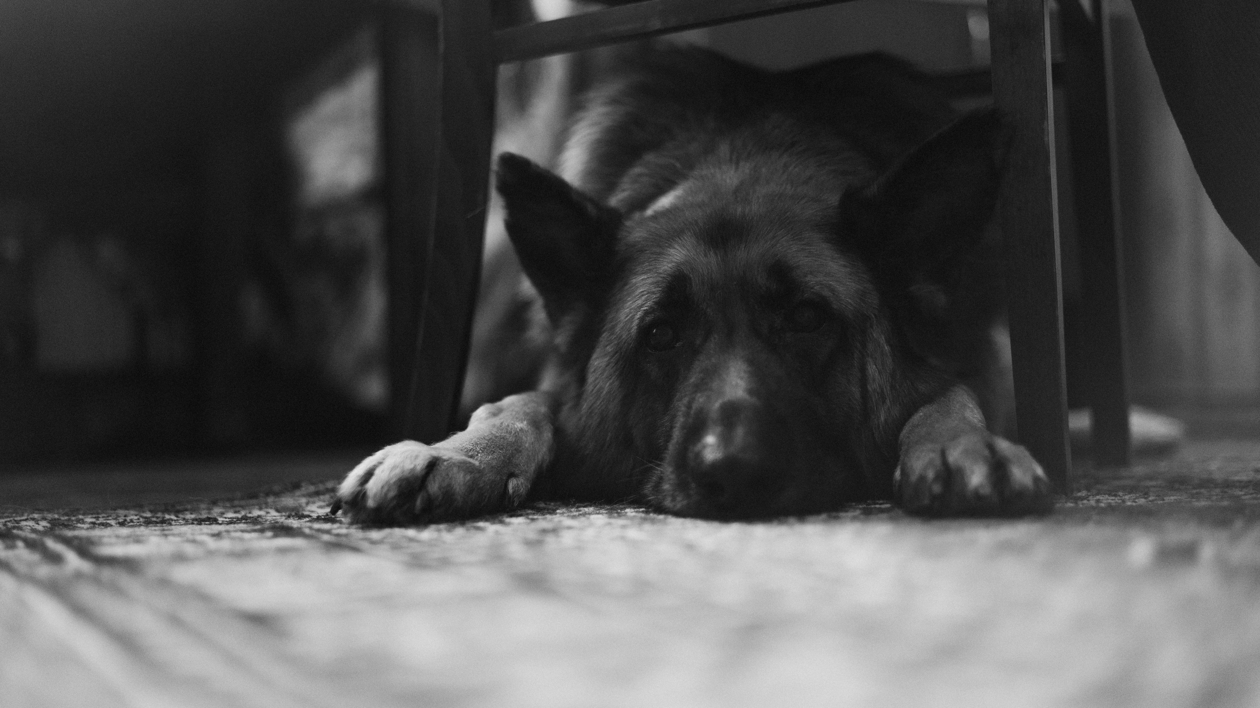 Лера, Реджи и Ральф. Фотограф-анималист Богданова Полина