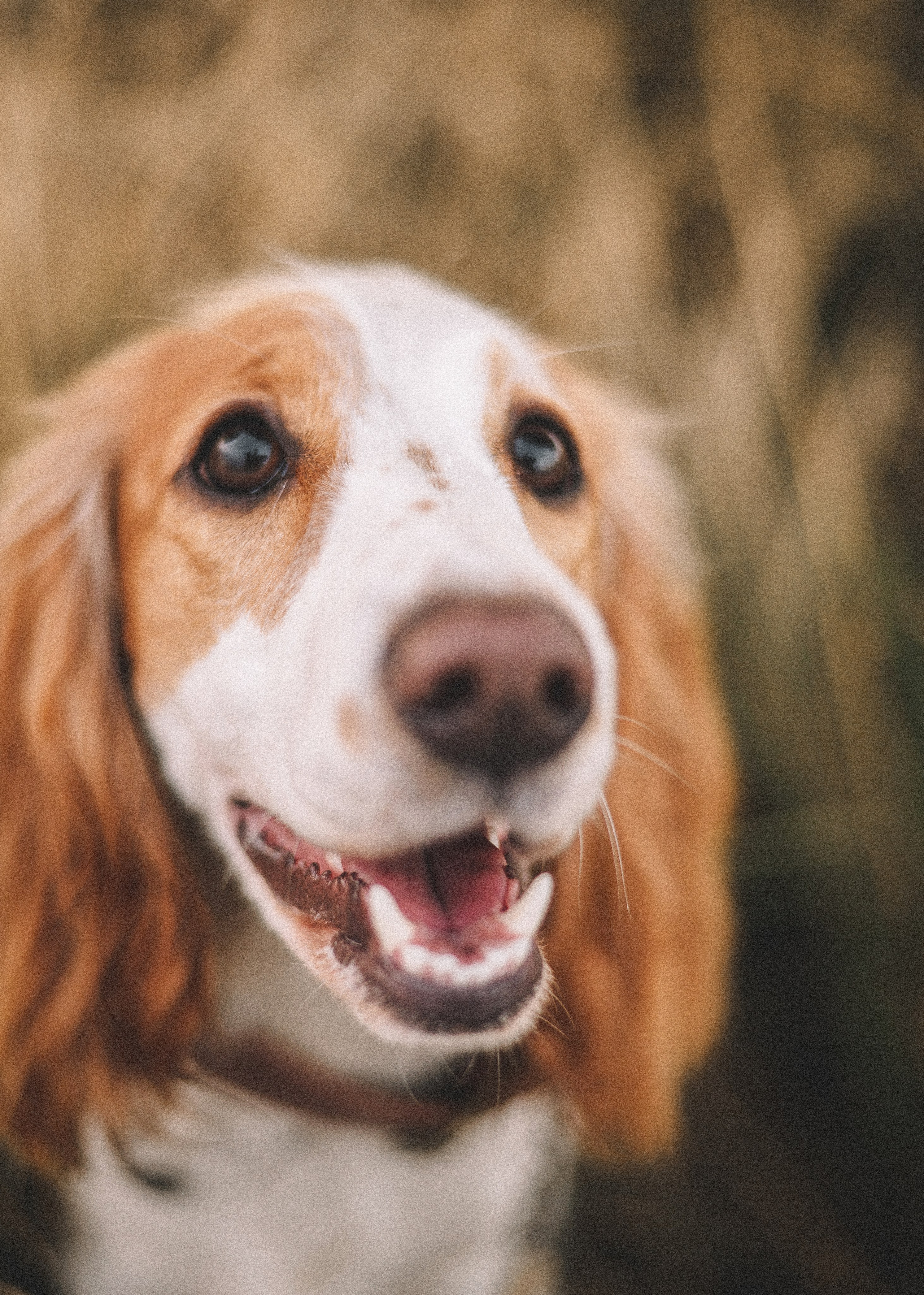 Маша и Вега. Фотограф-анималист Богданова Полина