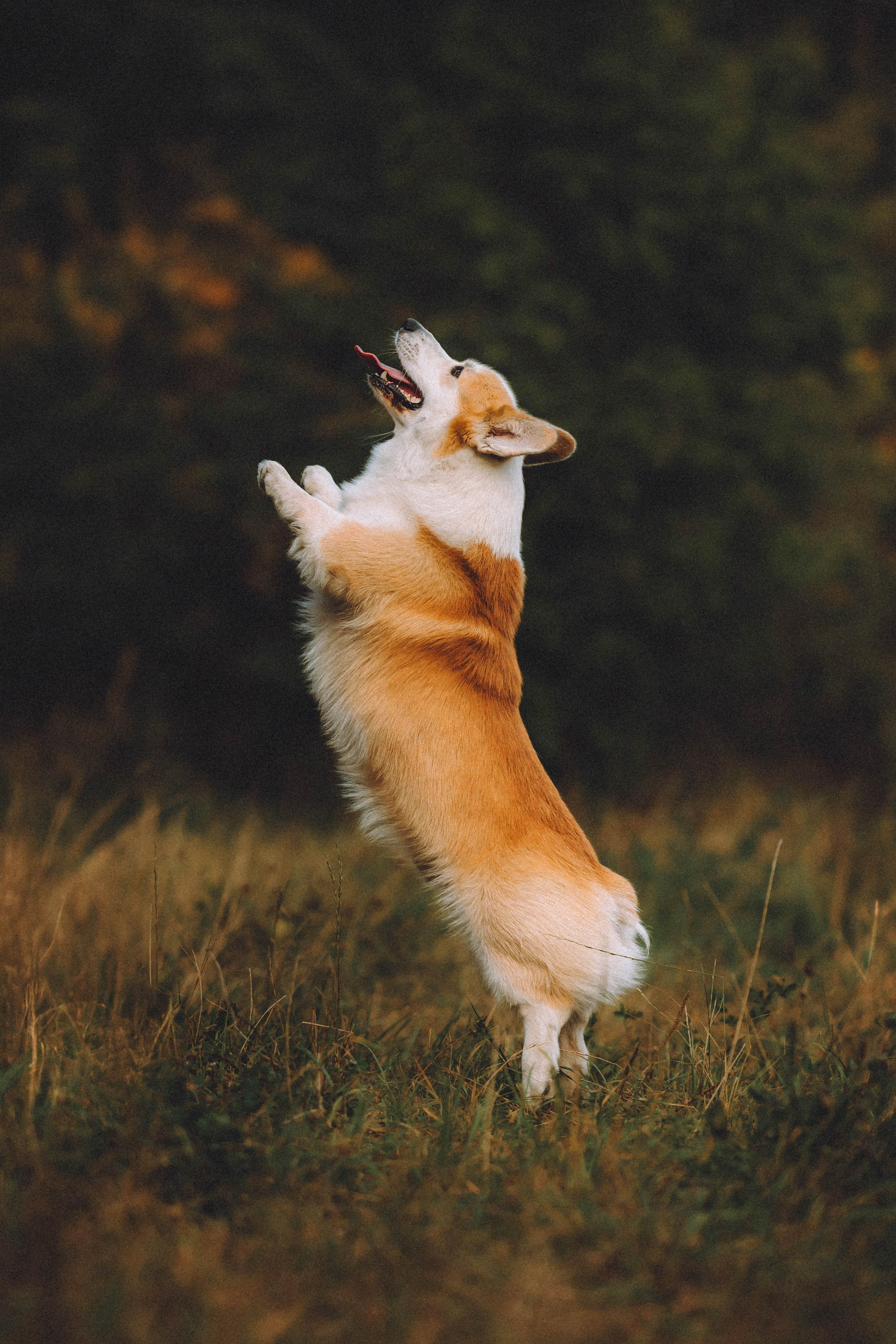 Арчи и его семья