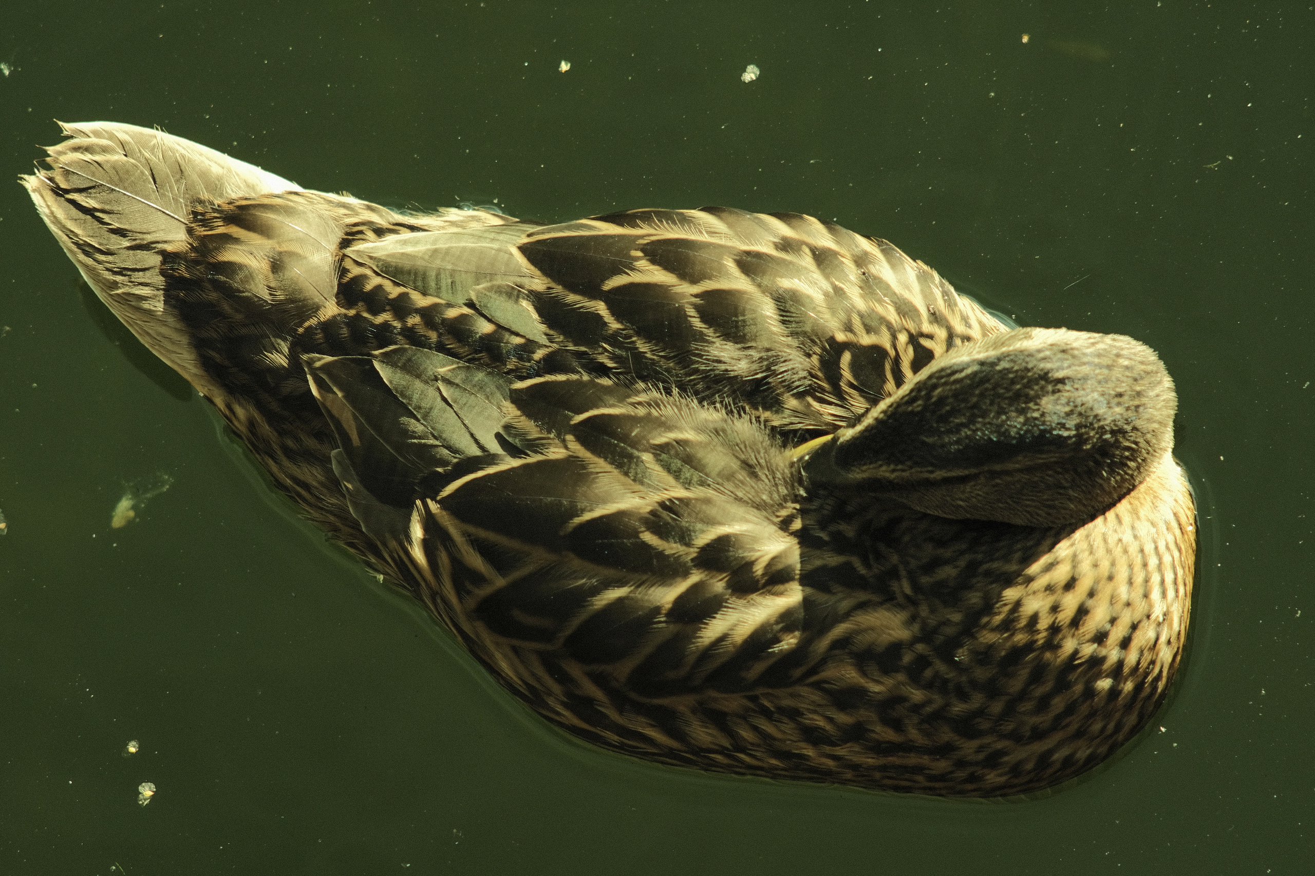 Фотограф Владимир Кононенко