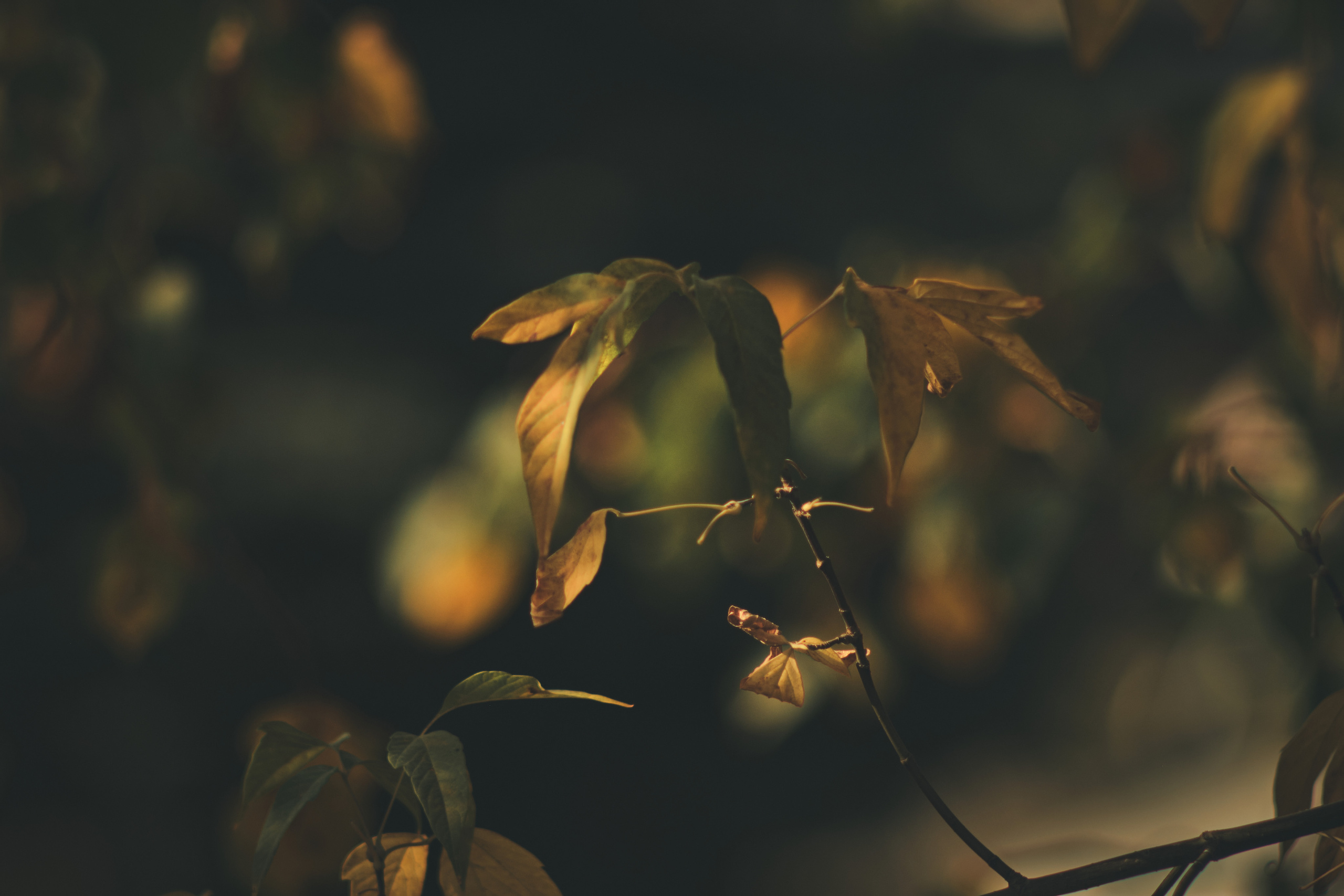 Фотограф Владимир Кононенко