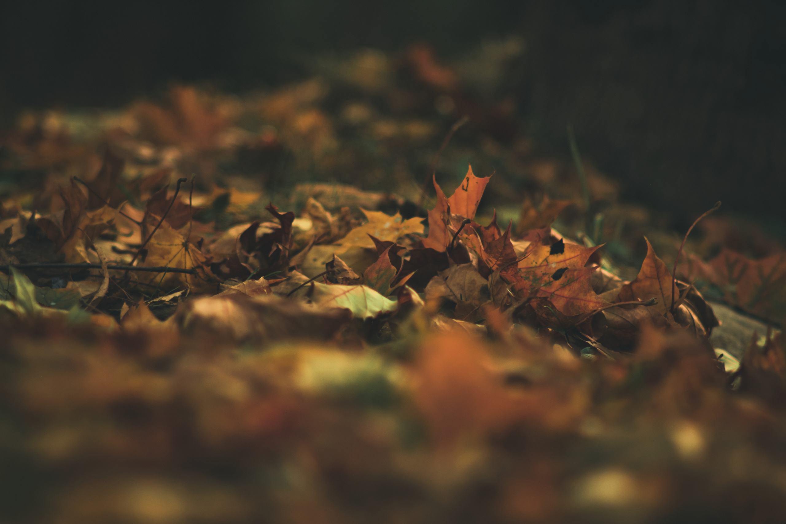 Фотограф Владимир Кононенко