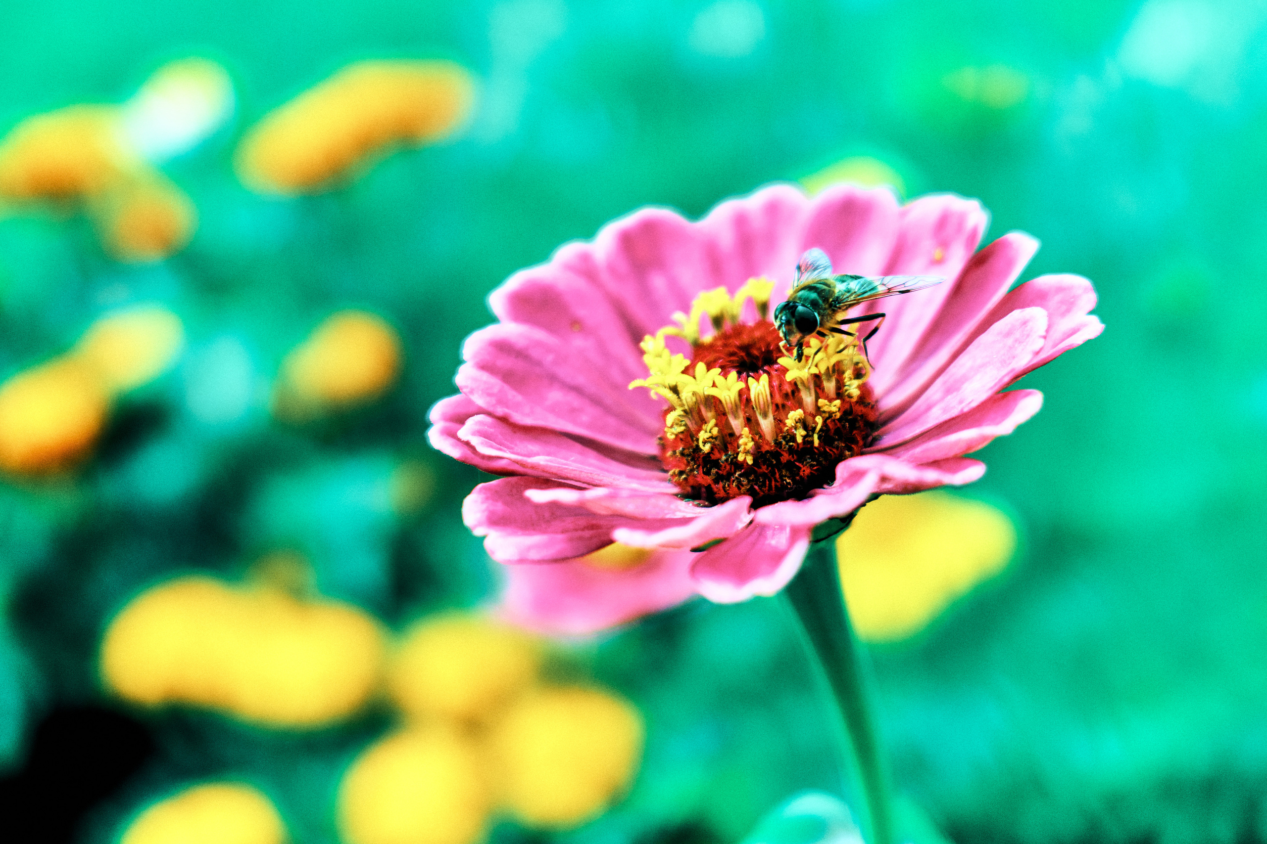 Фотограф Владимир Кононенко