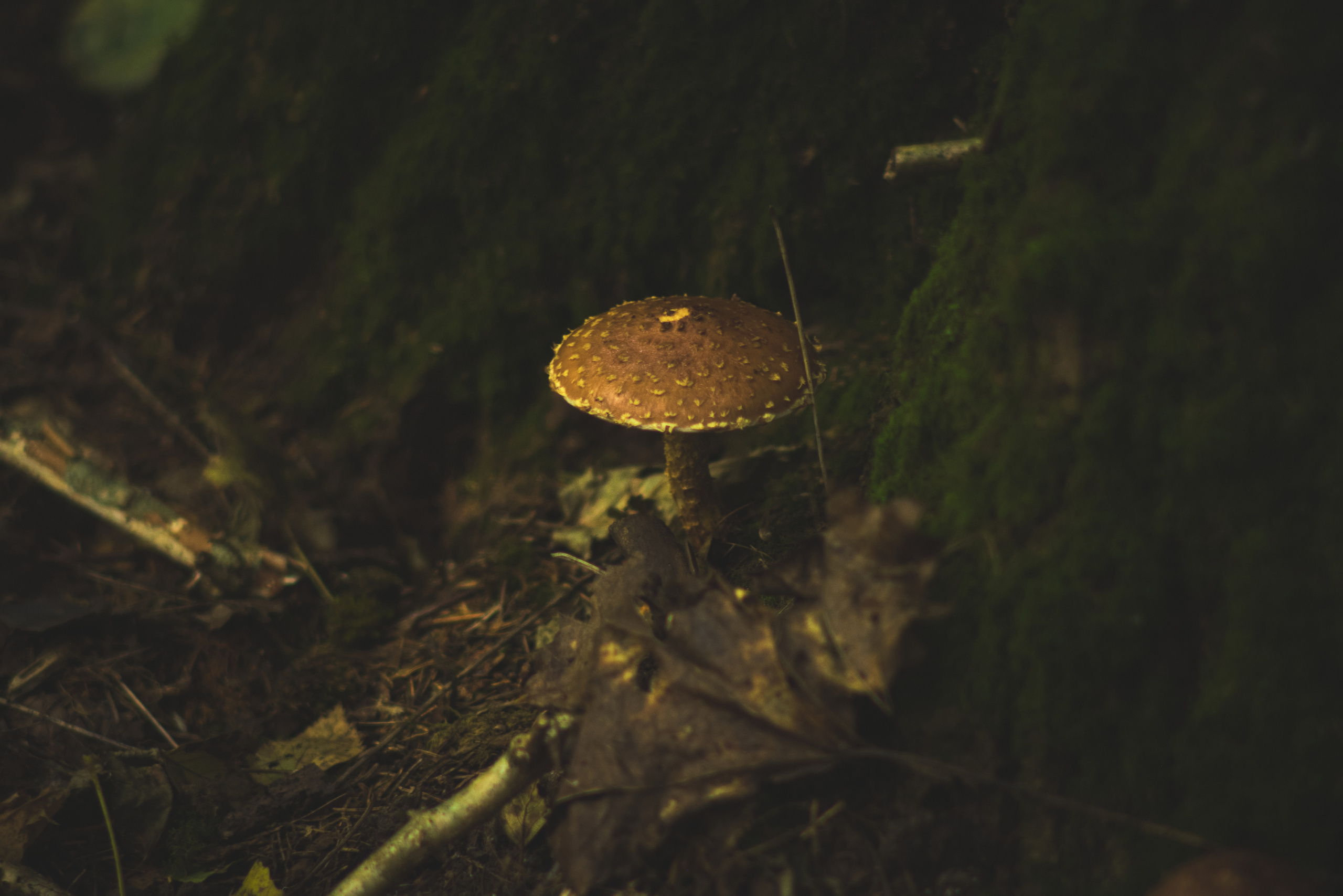 Фотограф Владимир Кононенко