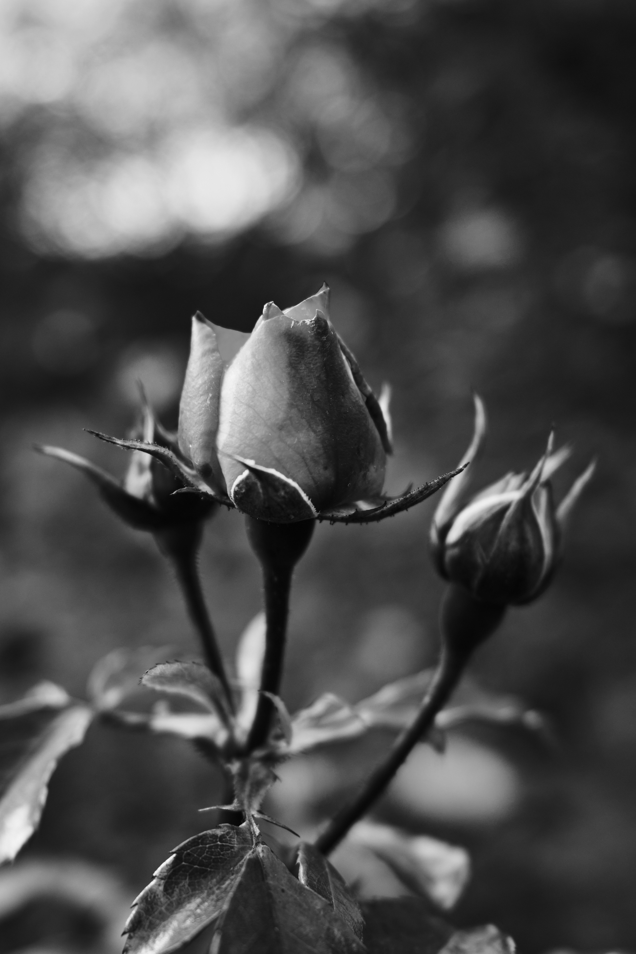 Фотограф Владимир Кононенко