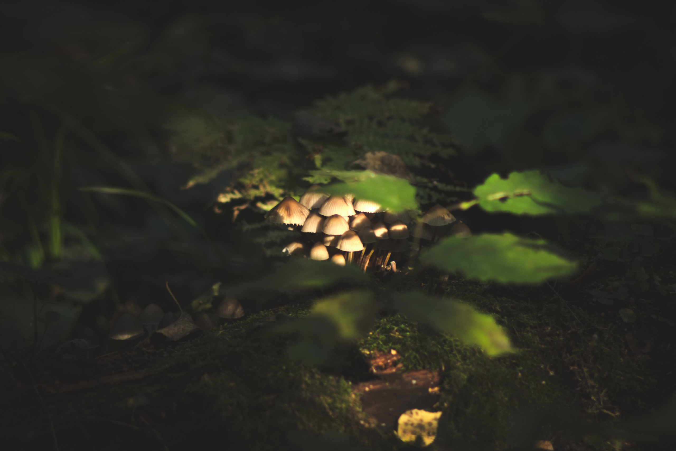 Фотограф Владимир Кононенко