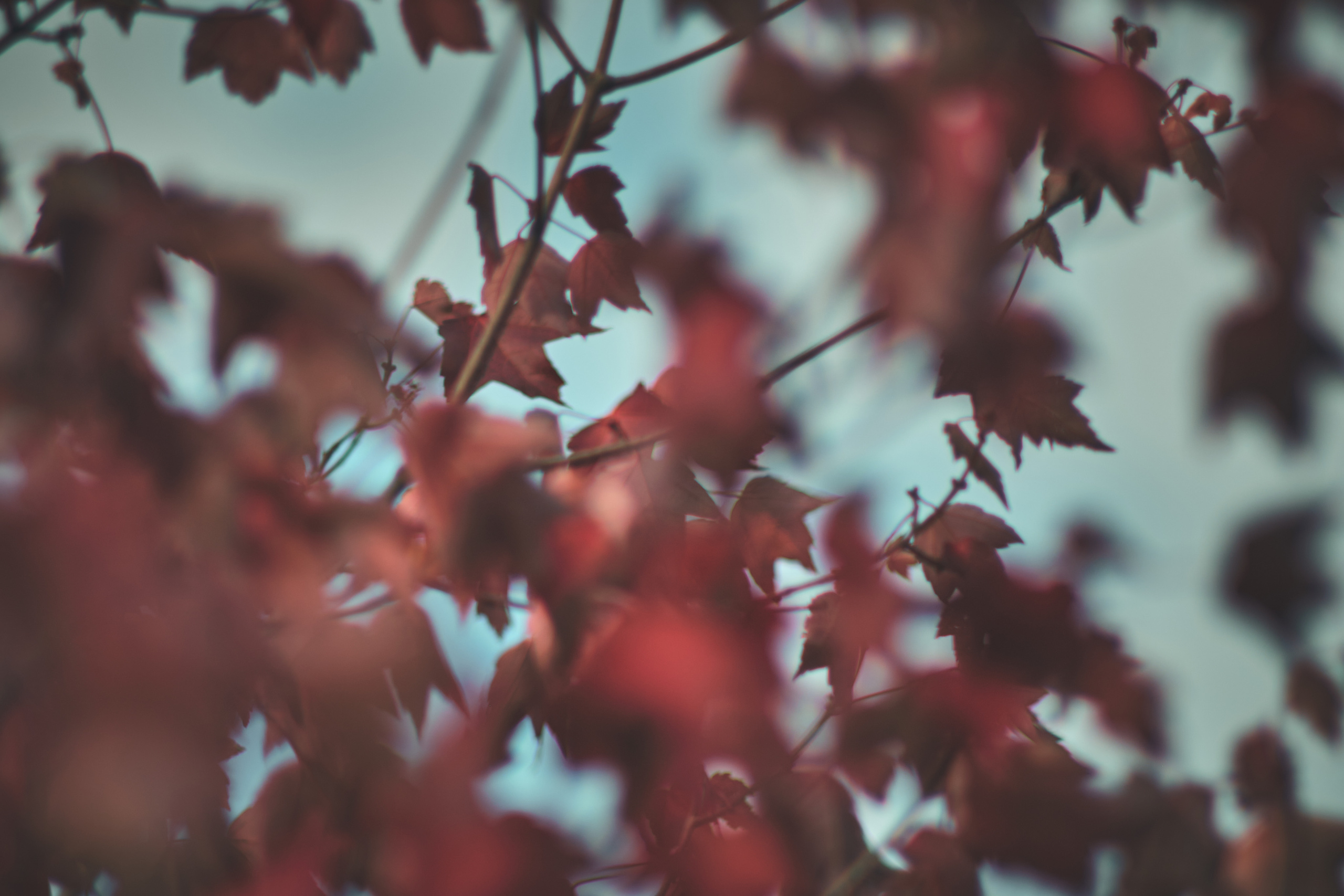 Фотограф Владимир Кононенко