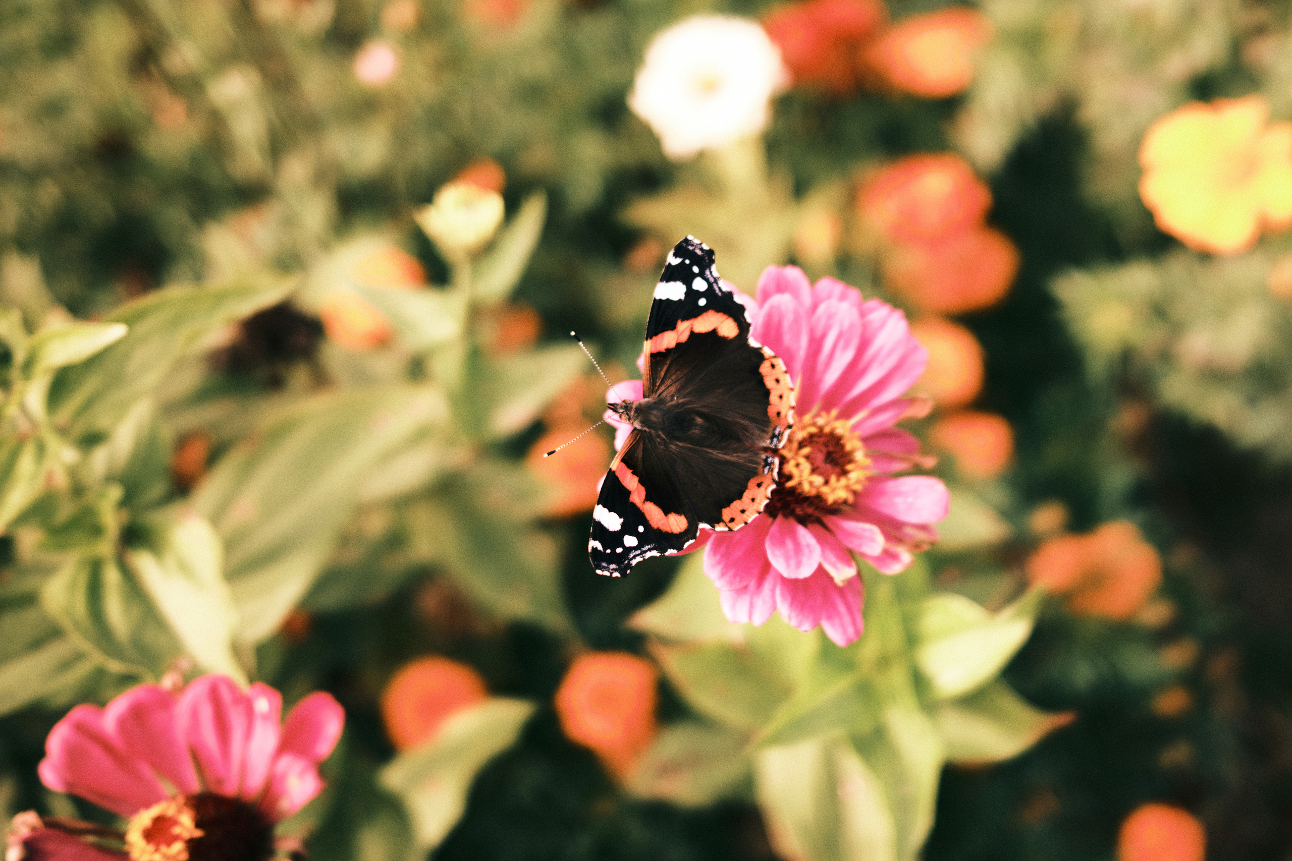 Фотограф Владимир Кононенко