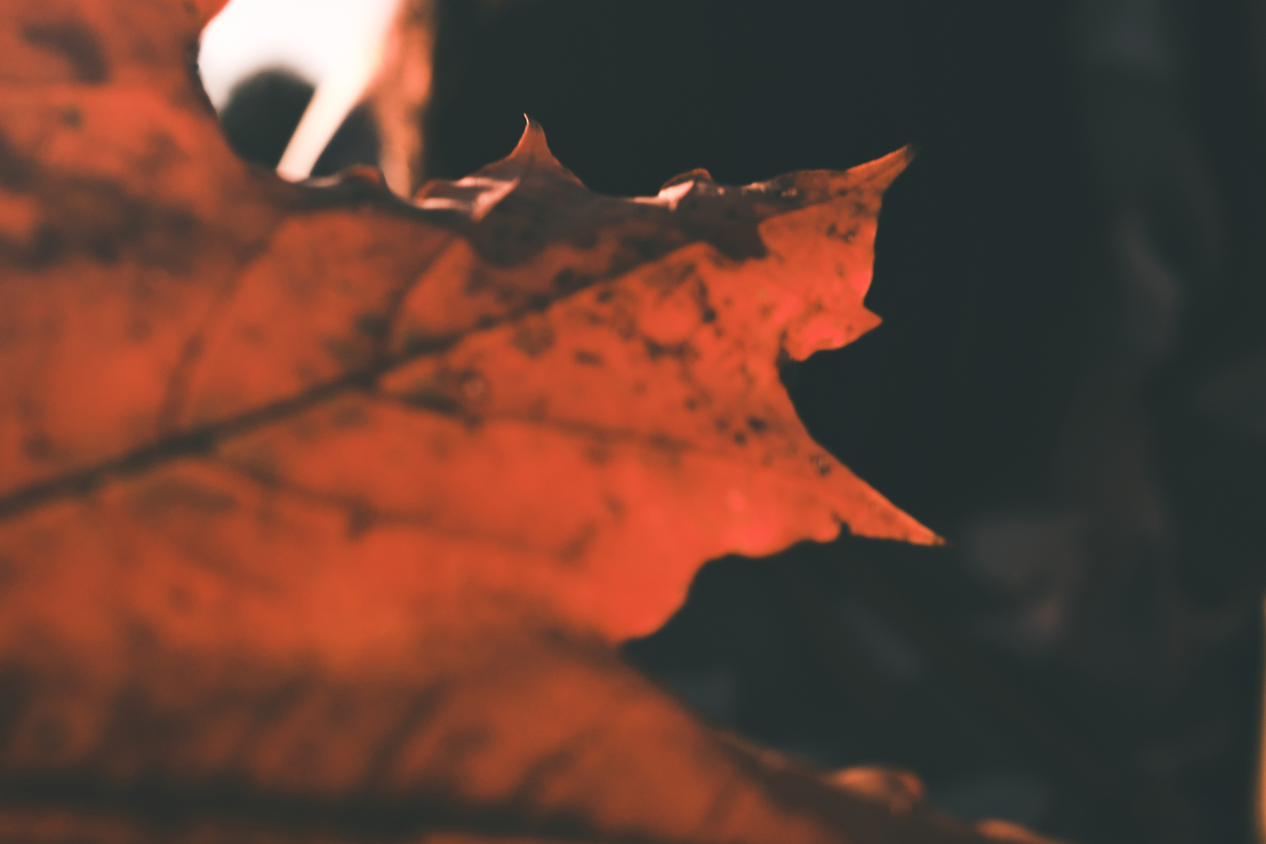 Фотограф Владимир Кононенко