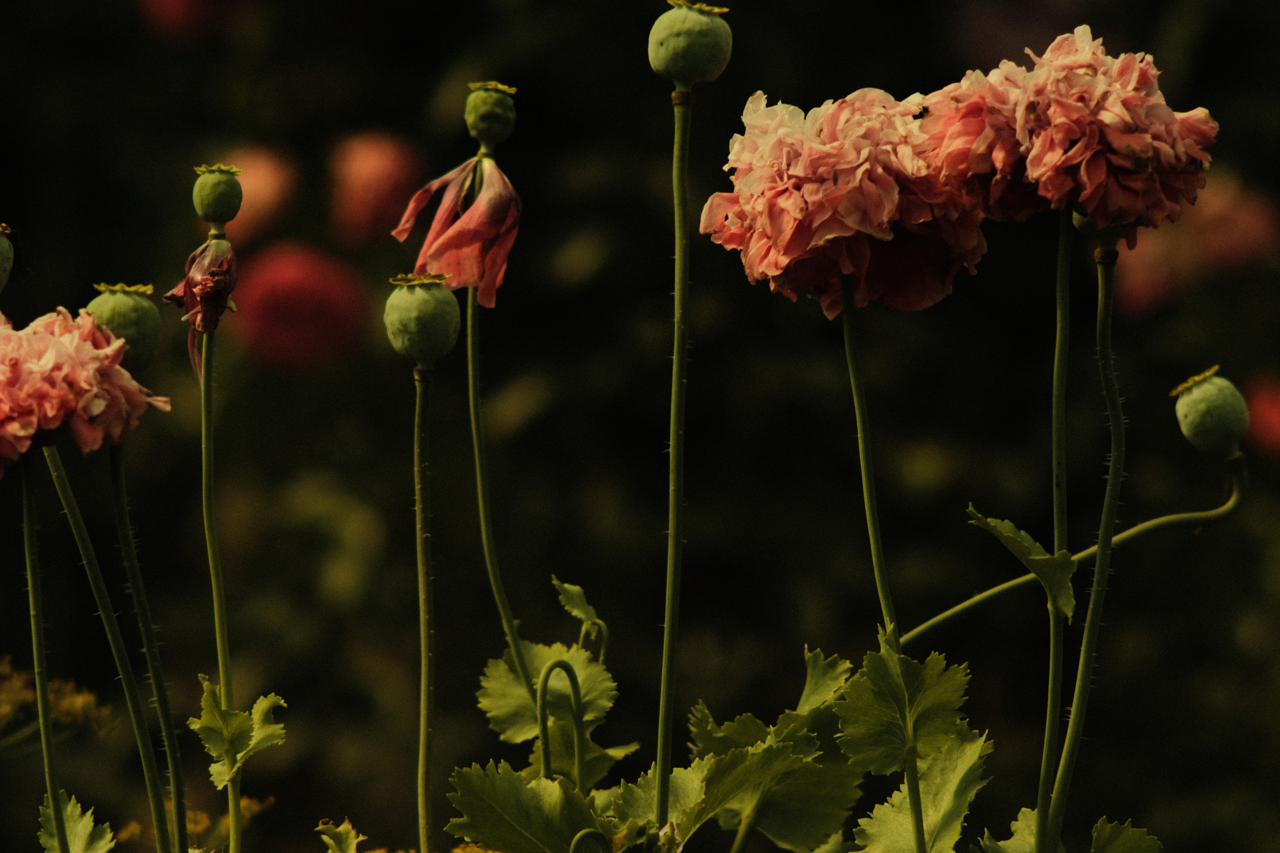 Фотограф Владимир Кононенко