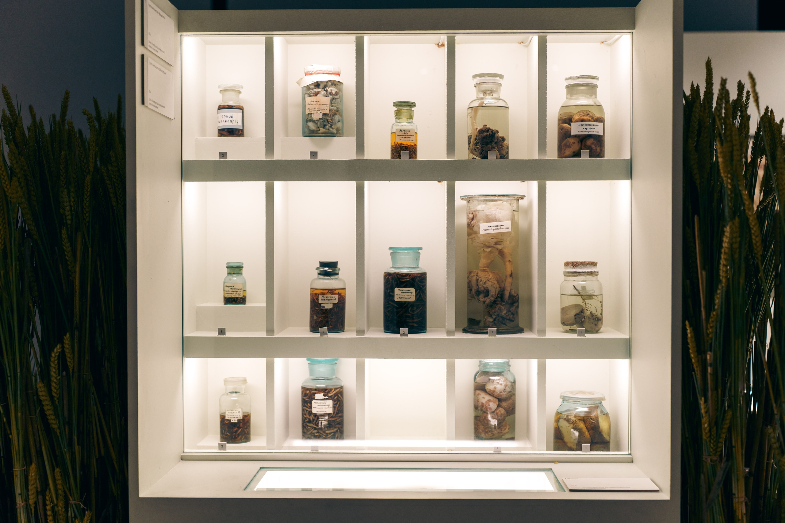 Выставка Великая страна — великая победа. Фотограф в Санкт-Петербурге Ибрагимова Алина