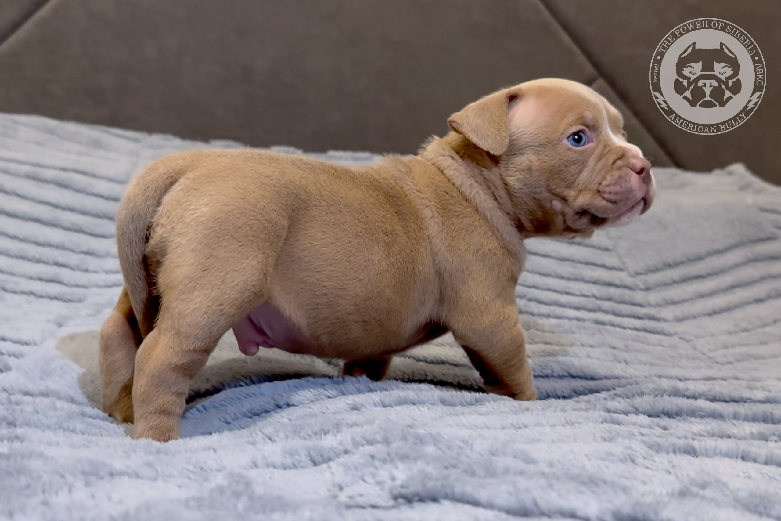 Свободные щенки Американский Булли стандарт и Свободные щенки Американский Булли классик. Американский Булли в г. Ростов-на-Дону. Питомник THE POWER OF SIBERIA