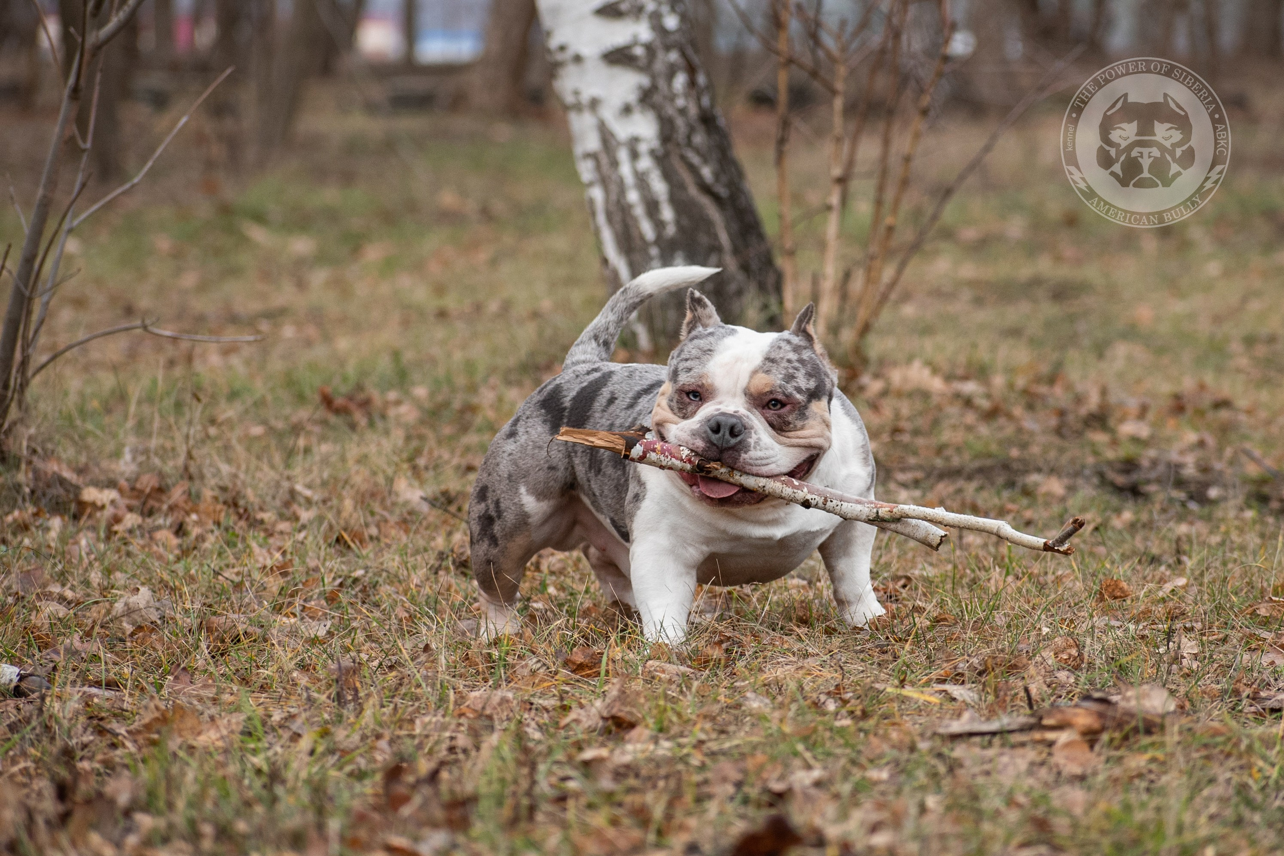 Январские фотографии Каспера (дубль). Американский Булли в г. Ростов-на-Дону. Питомник THE POWER OF SIBERIA