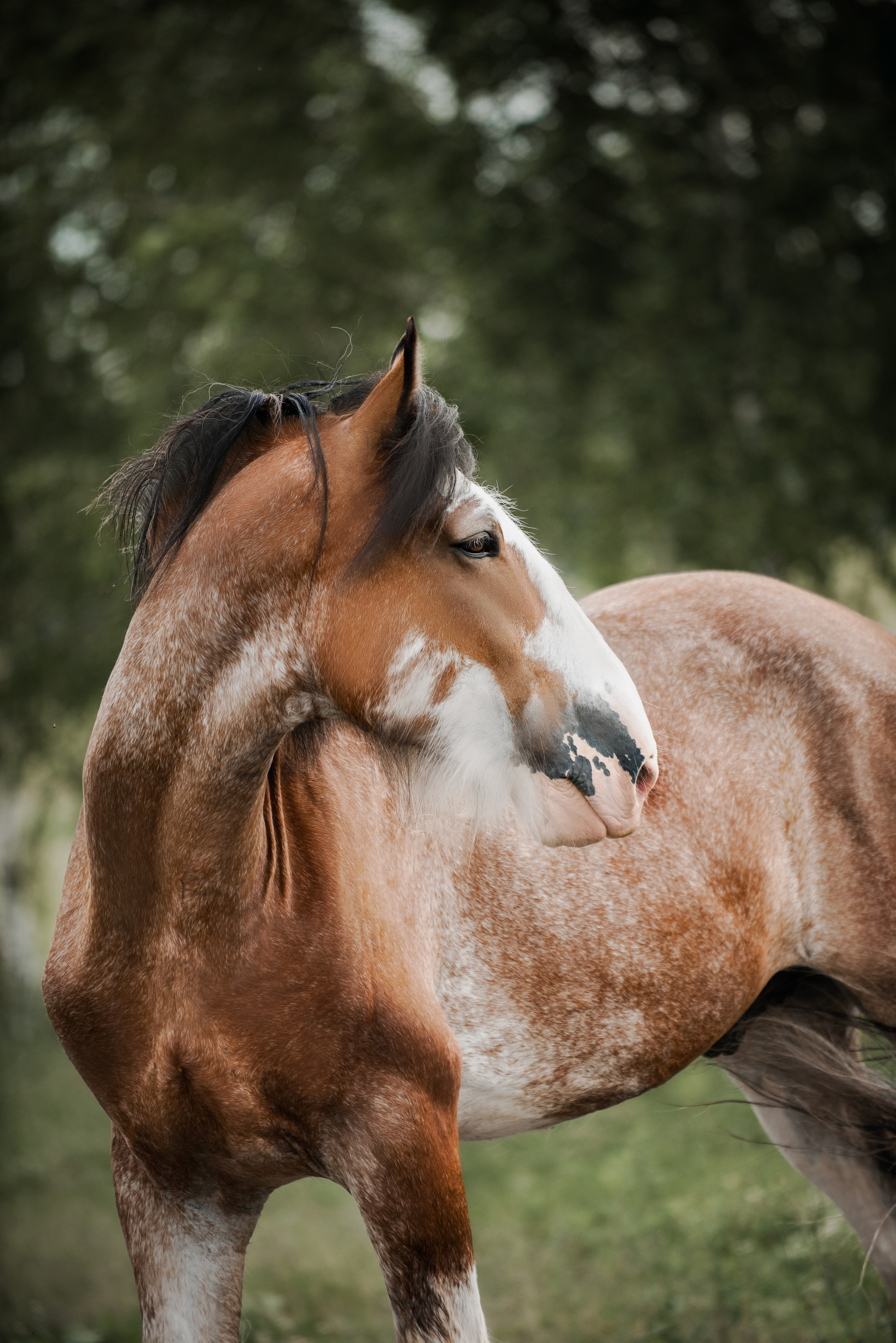 KOMARDINS. Конный фотограф Куракина Дарья • Фотосессии с лошадьми