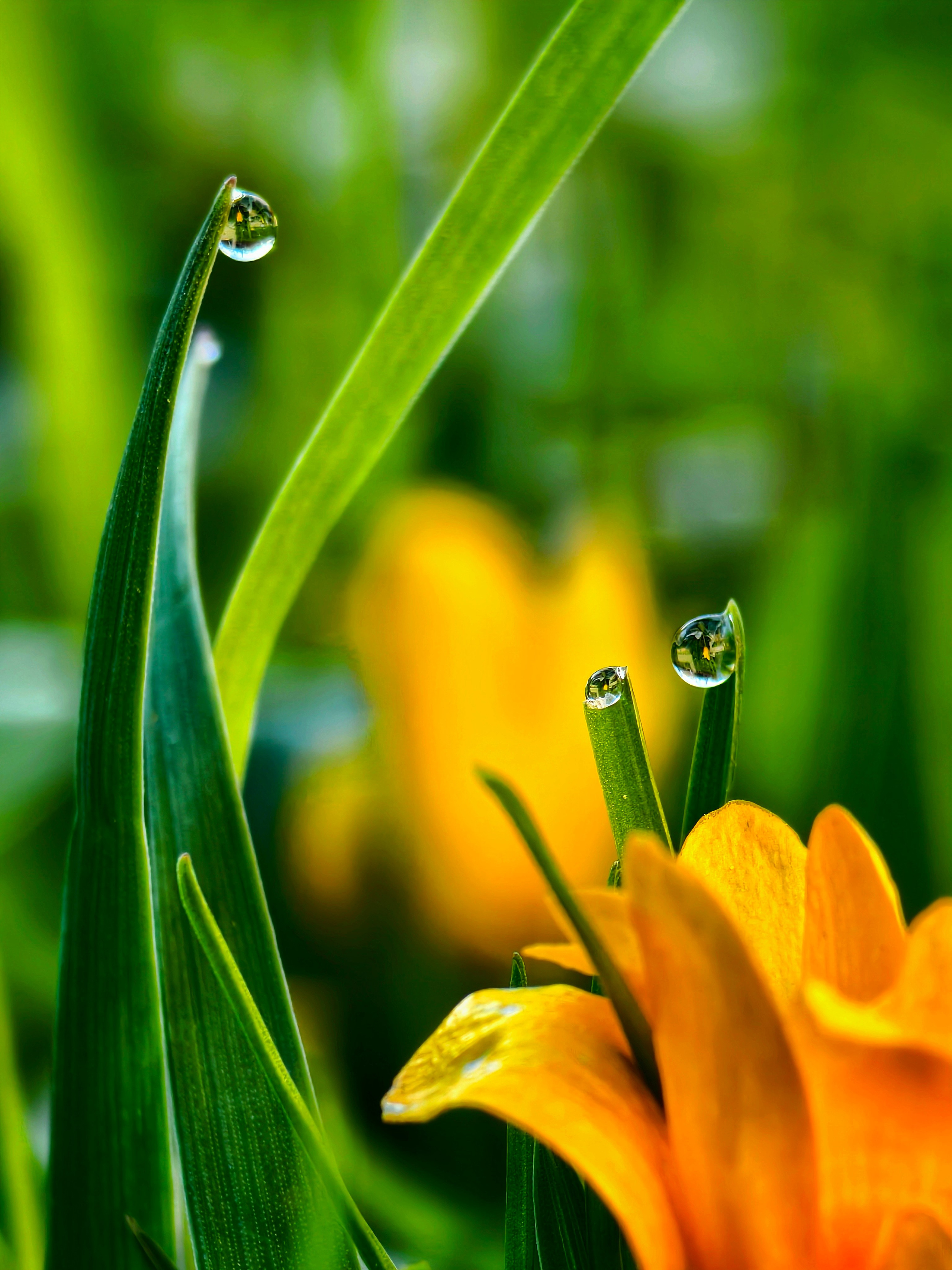 Макрофотографии капель воды: детали дождя, росы и абстракции | Съемка крупным планом